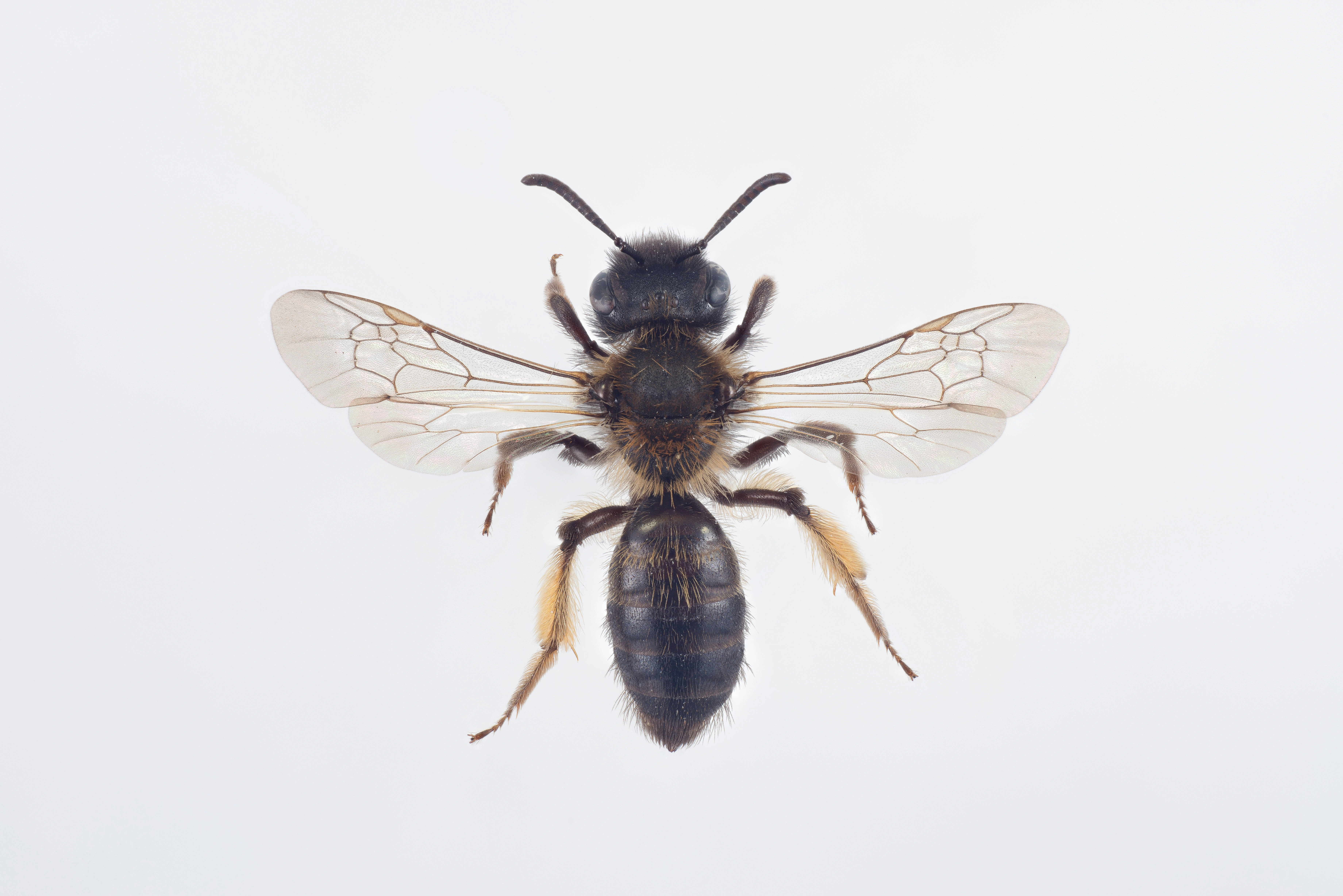 : Andrena bicolor.