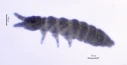: Friesea mirabilis.