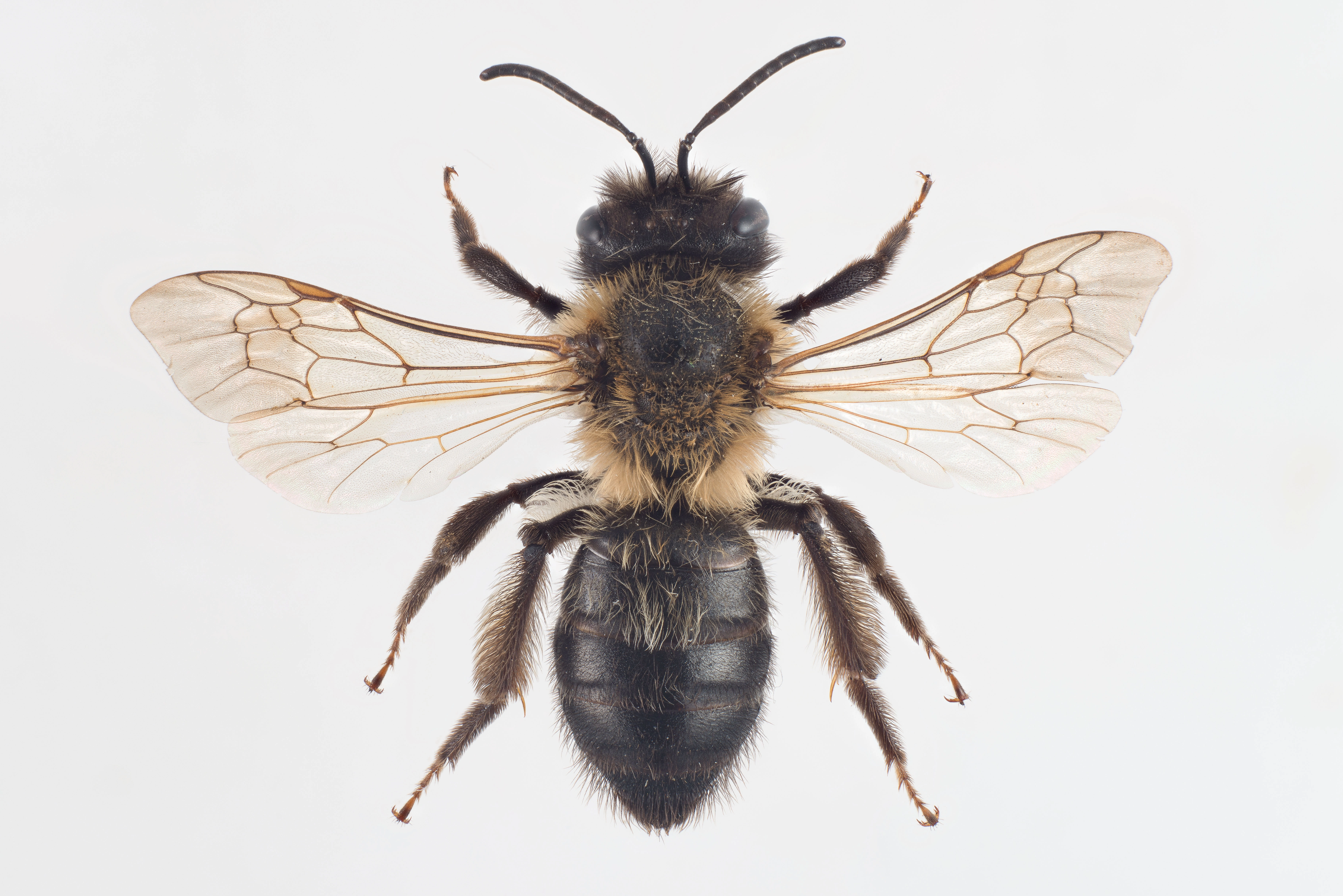 : Andrena scotica.