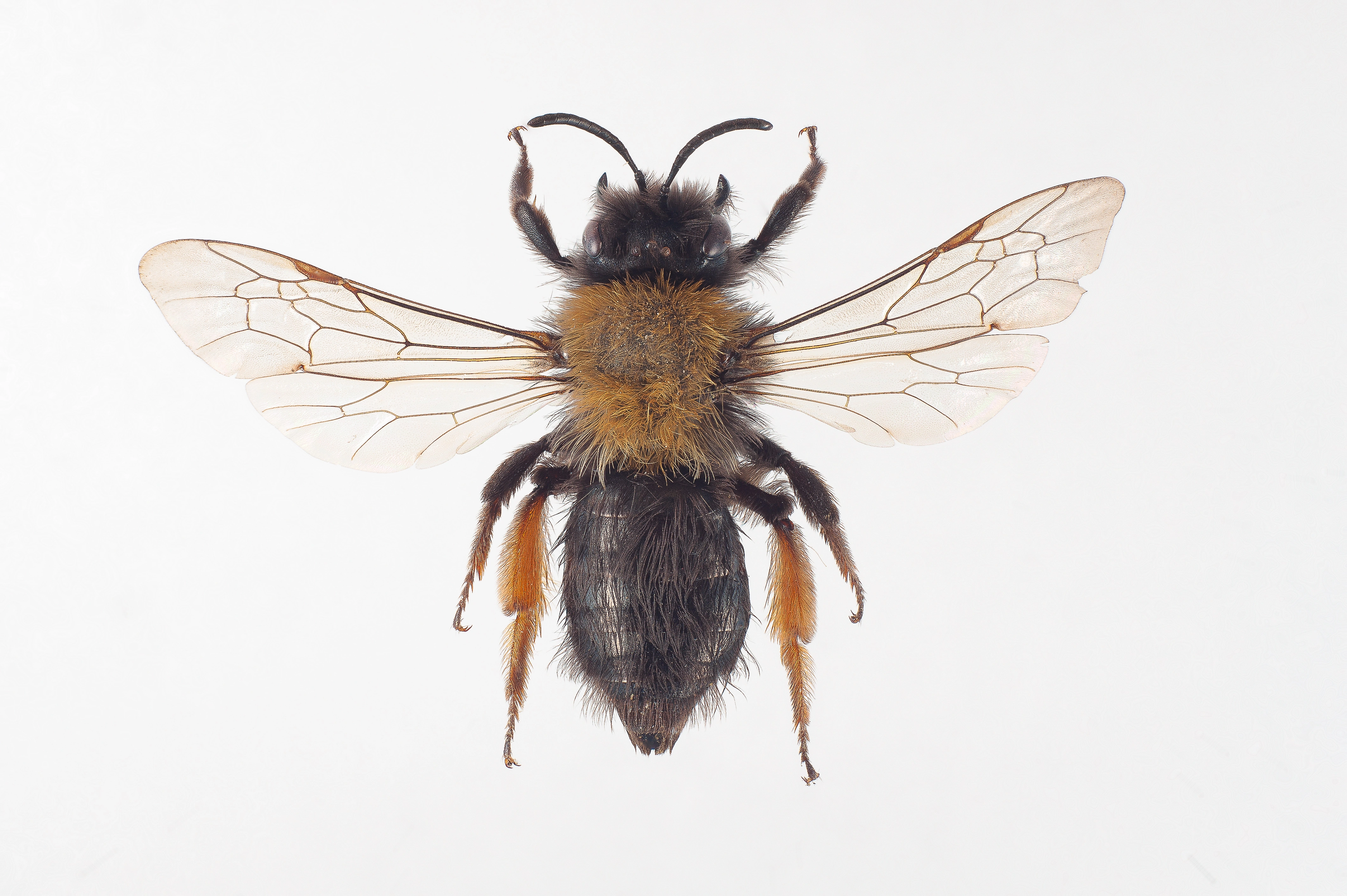 : Andrena clarkella.