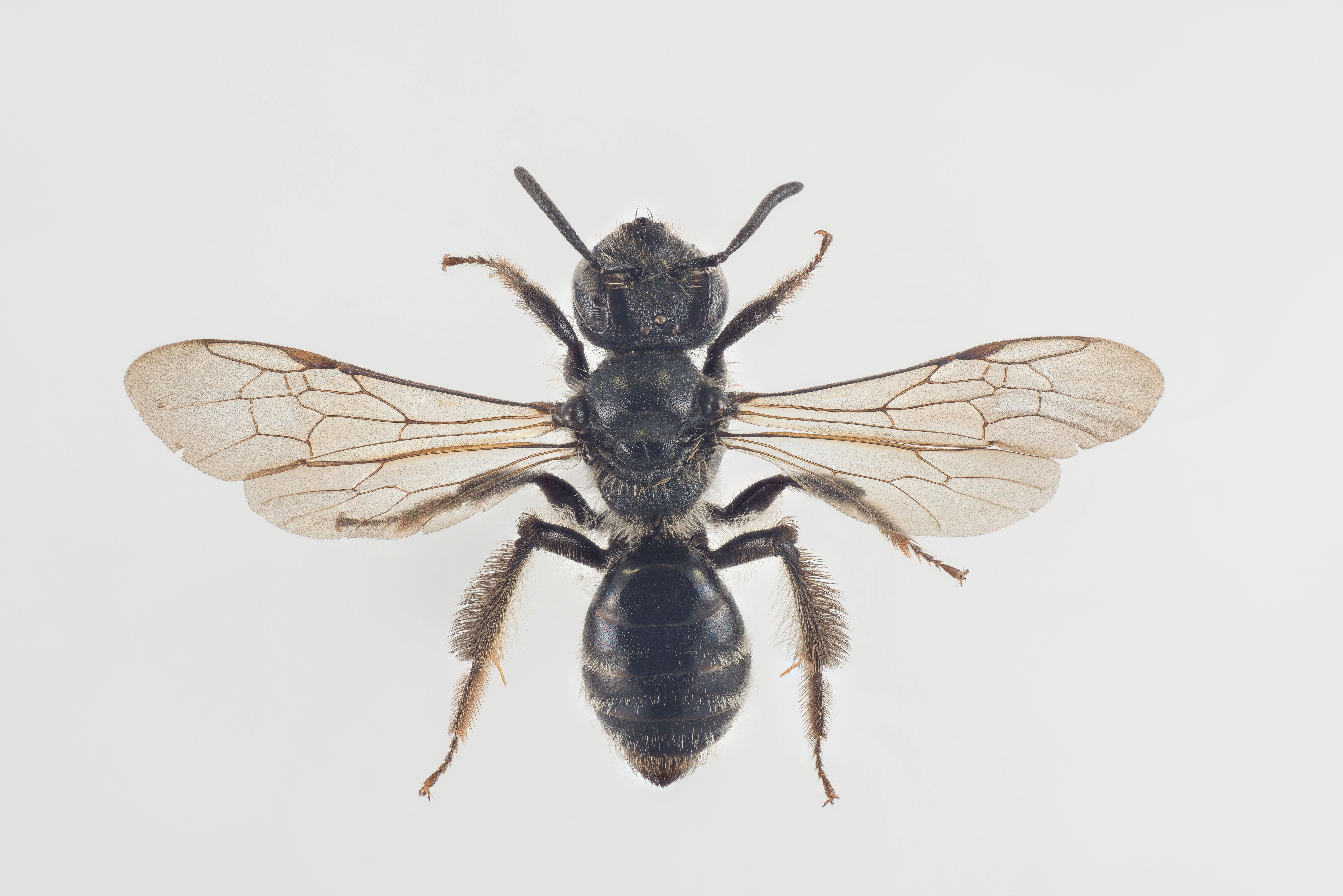 : Andrena coitana.