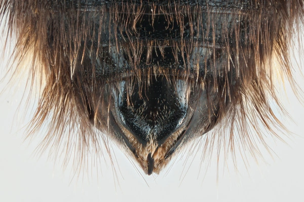 : Bombus (Psithyrus) bohemicus.