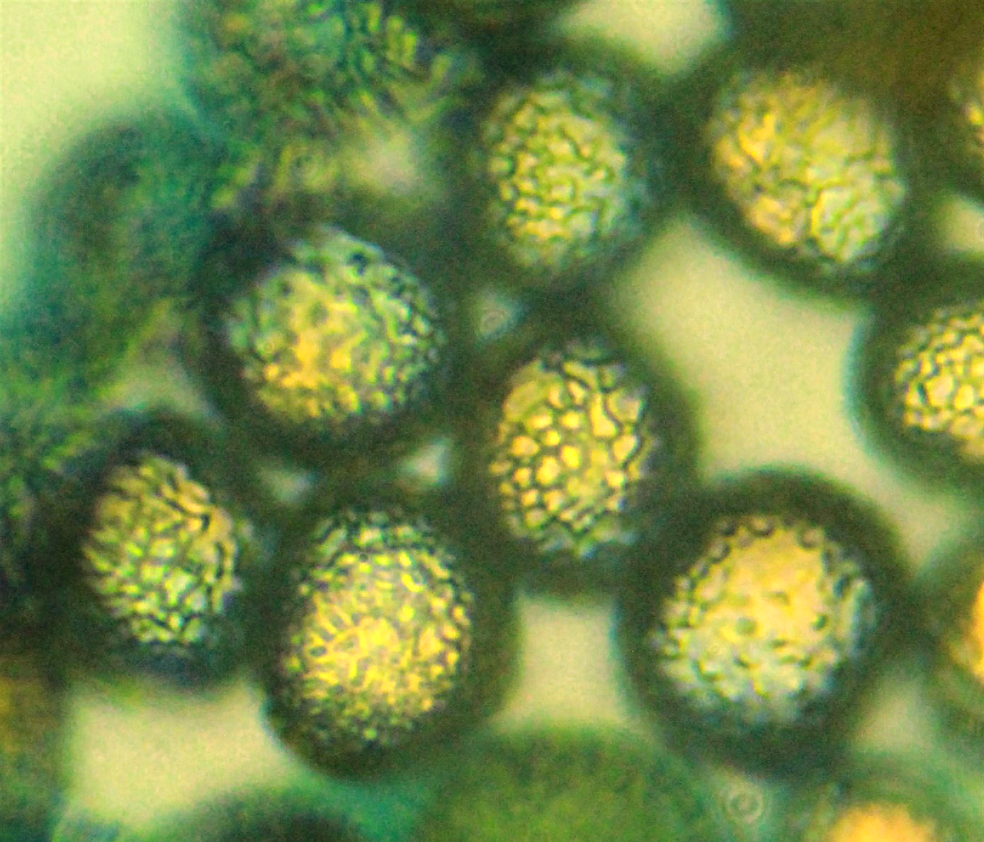 : Hemitrichia decipiens.
