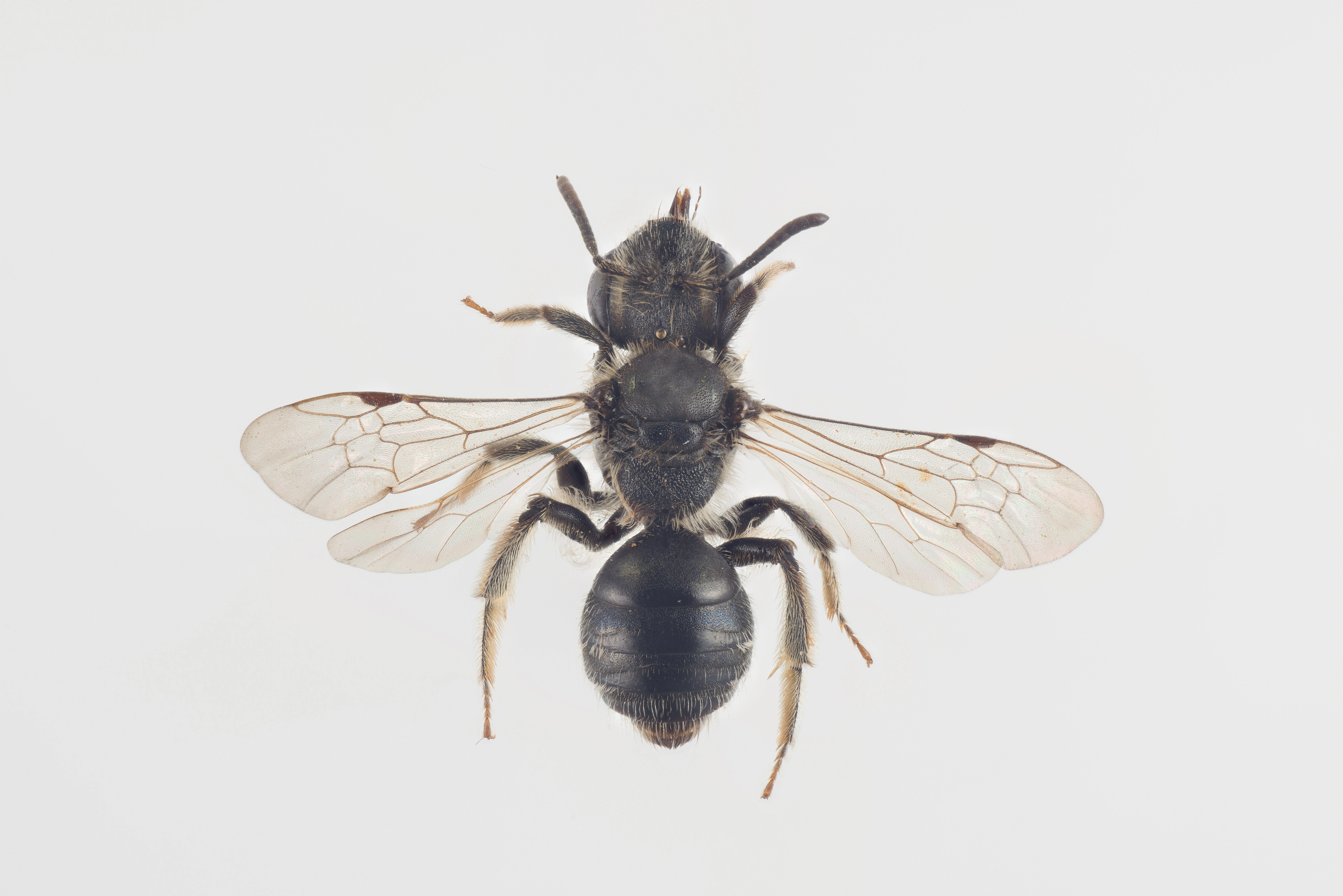 : Andrena falsifica.