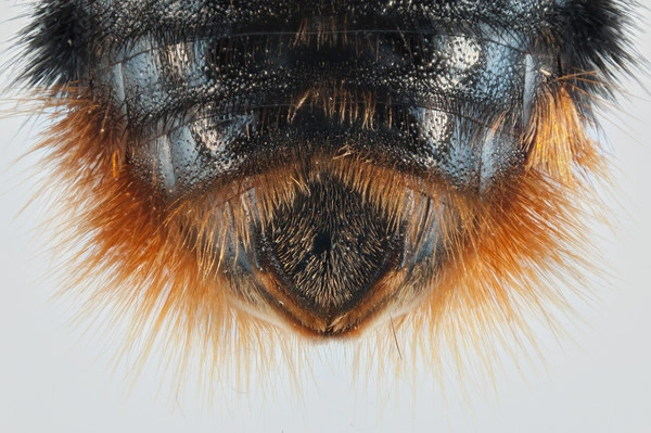 : Bombus (Psithyrus) rupestris.