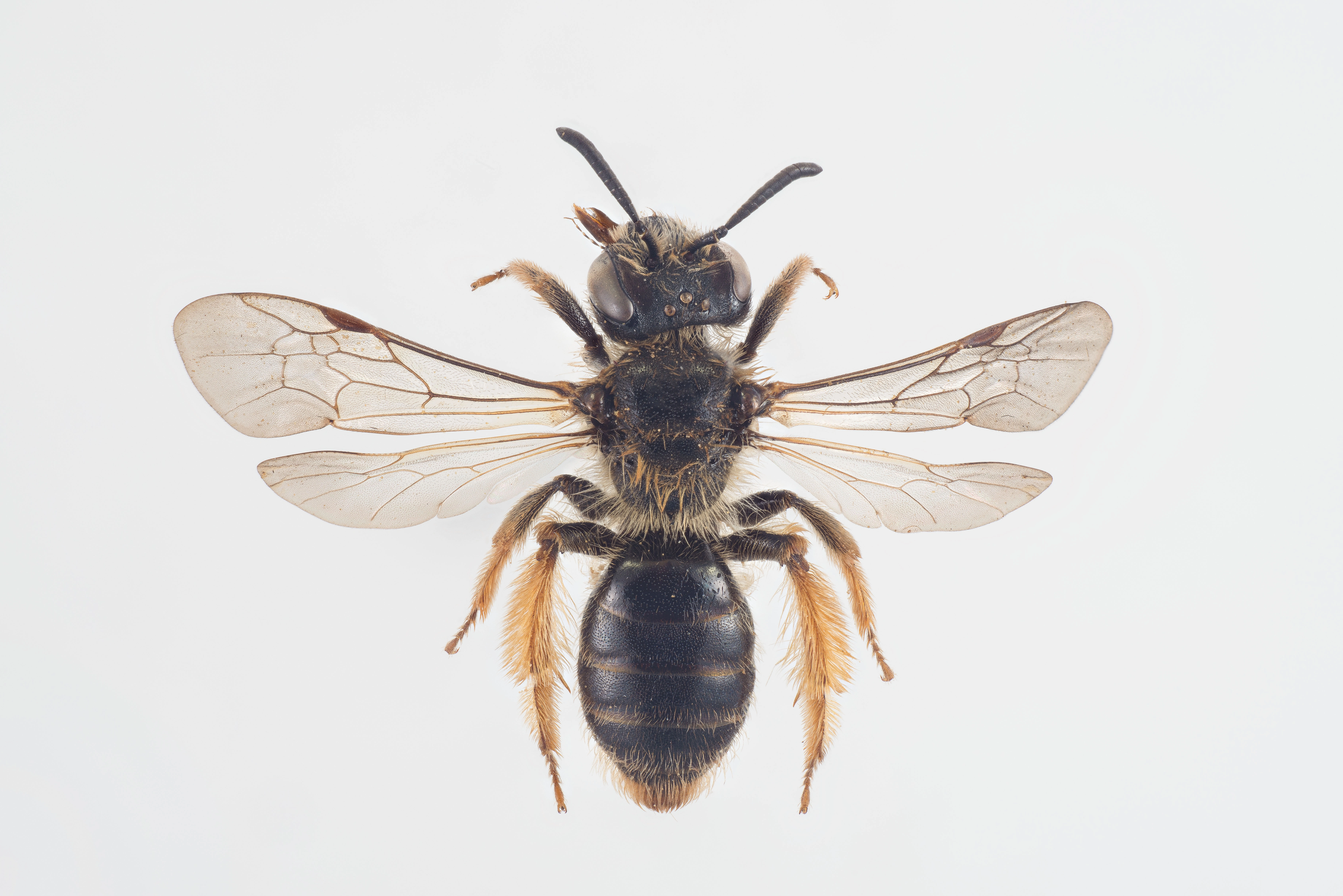 : Andrena fulvago.