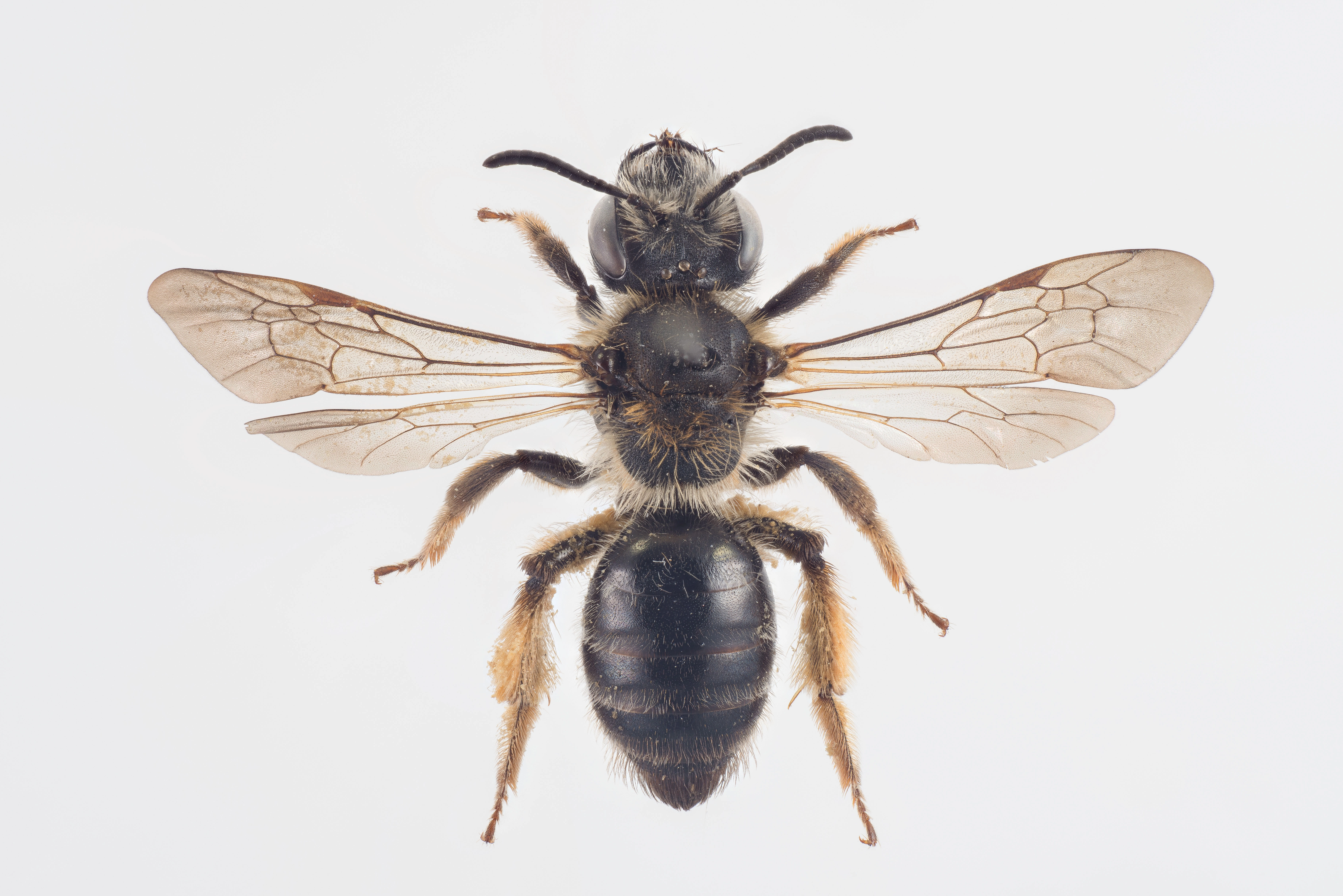 : Andrena fulvida.