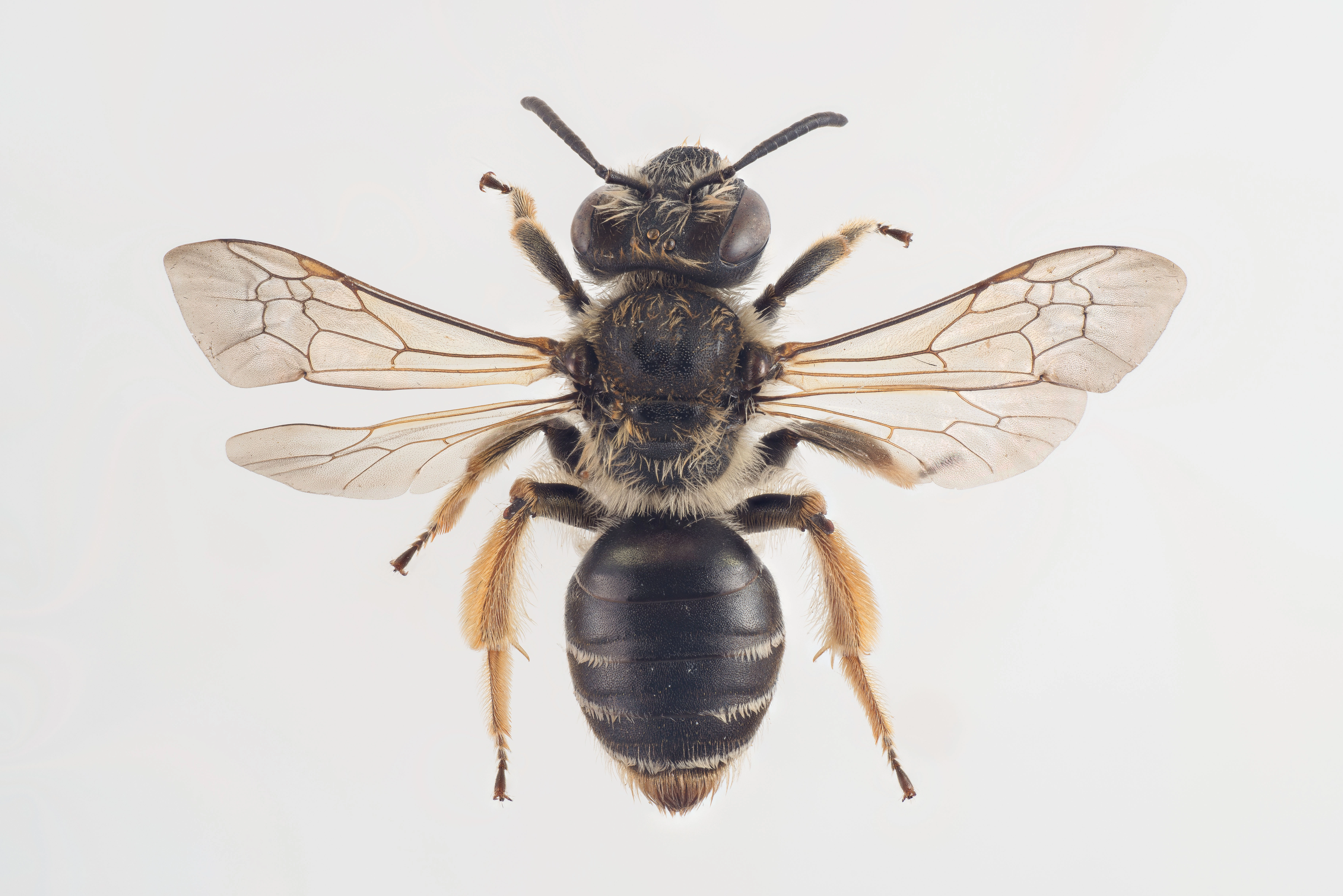 : Andrena intermedia.