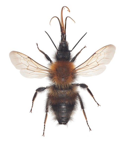 : Bombus (Megabombus) consobrinus.