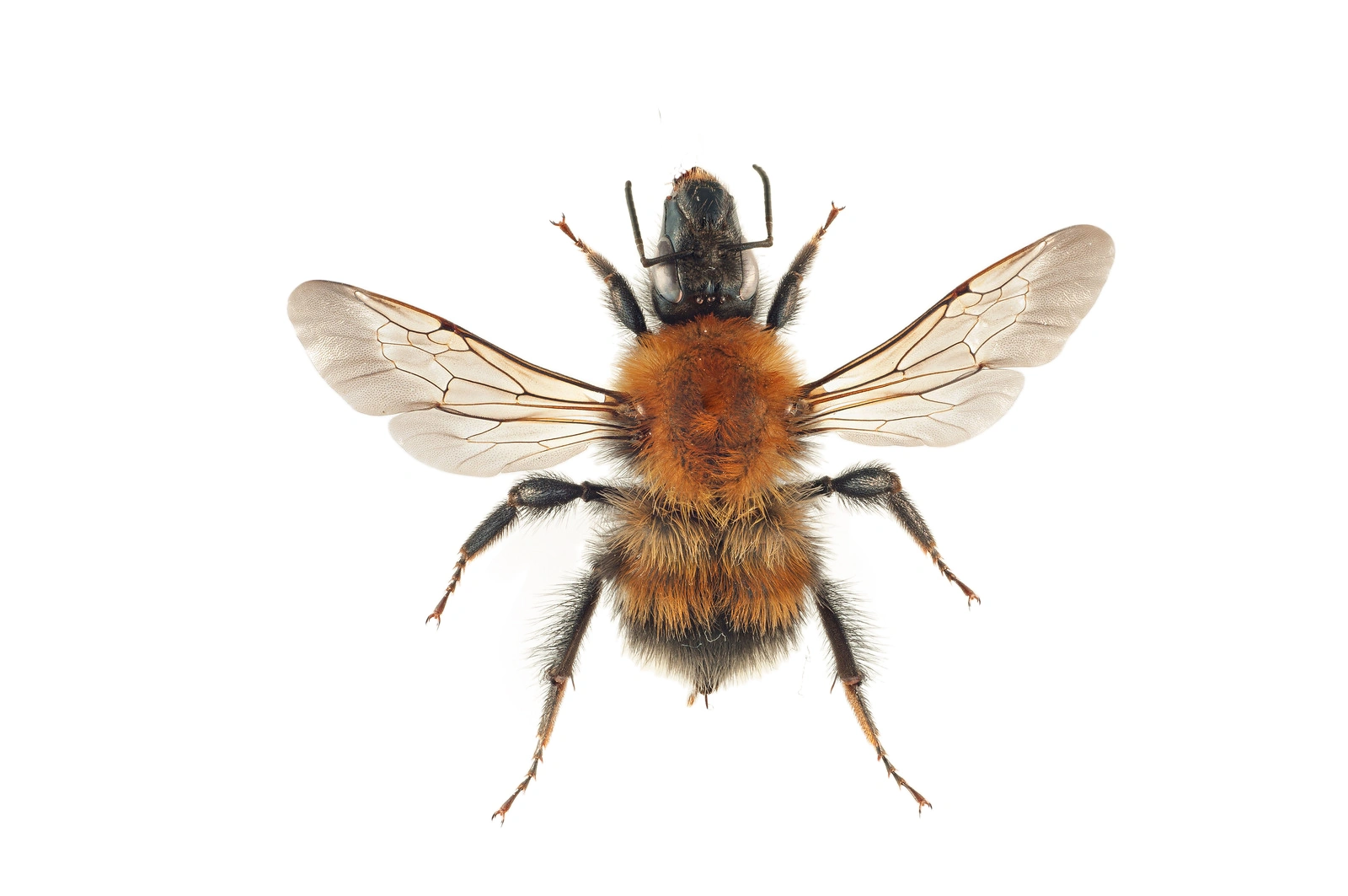 : Bombus (Megabombus) consobrinus.