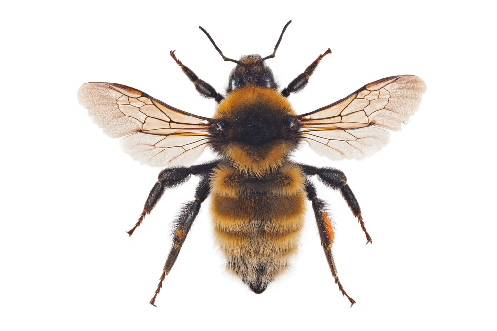 : Bombus (Subterraneobombus) distinguendus.