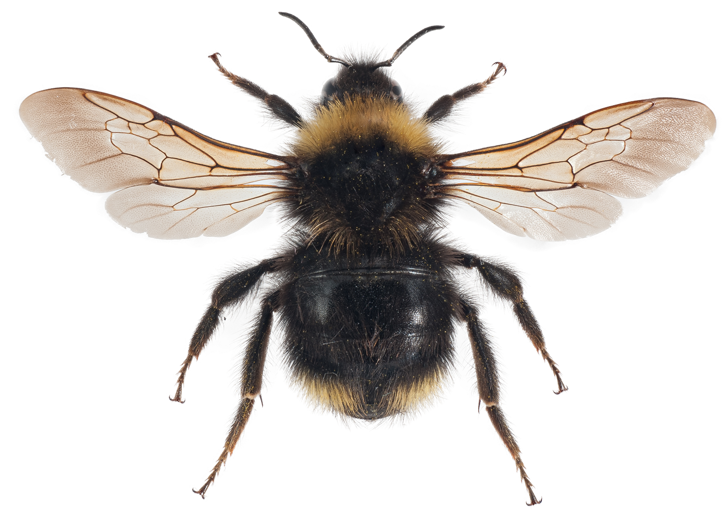 : Bombus (Psithyrus) flavidus.