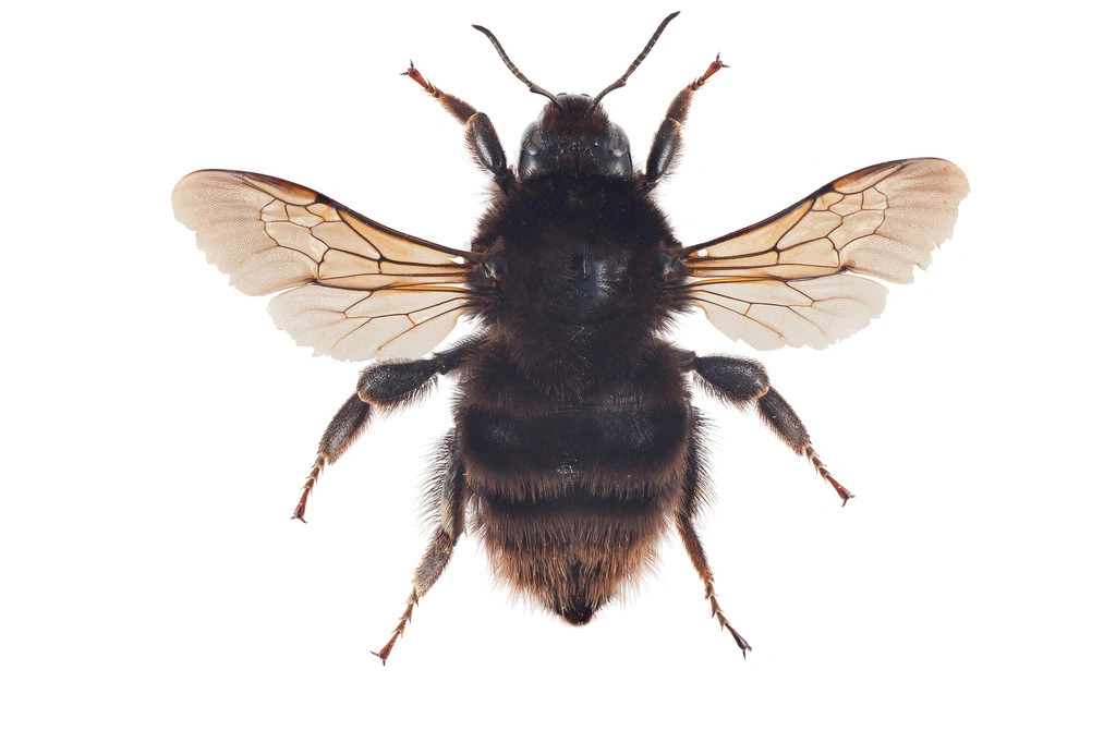 : Bombus (Subterraneobombus) subterraneus.