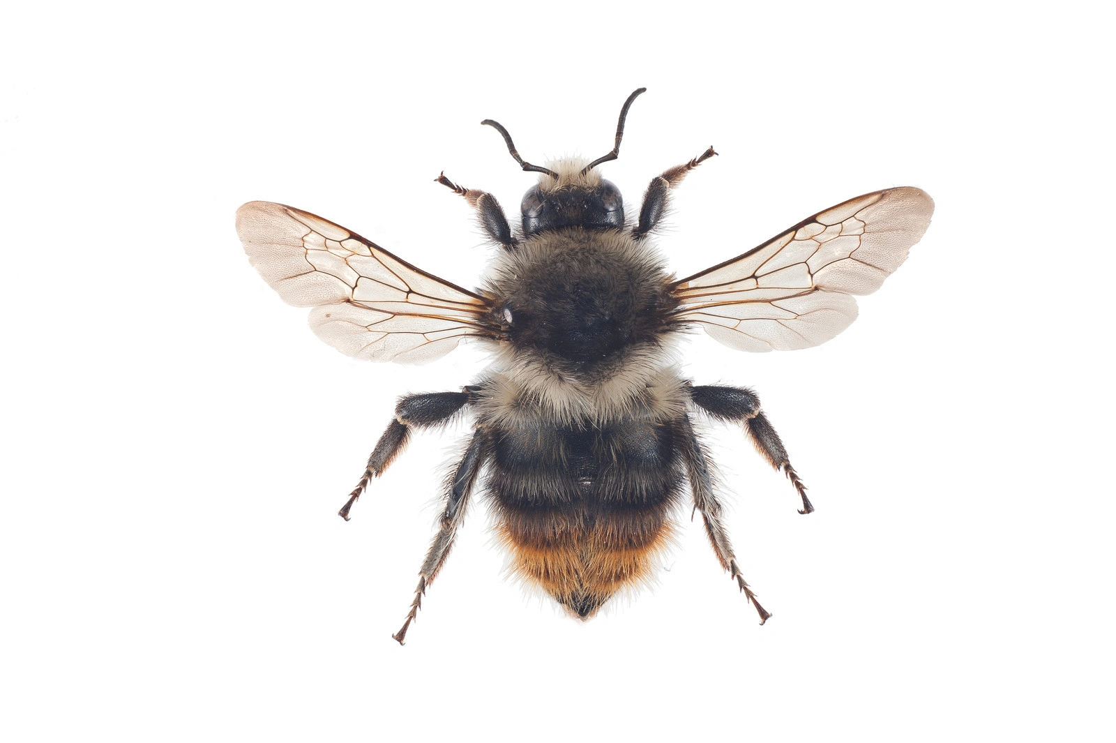 : Bombus (Thoracobombus) sylvarum.