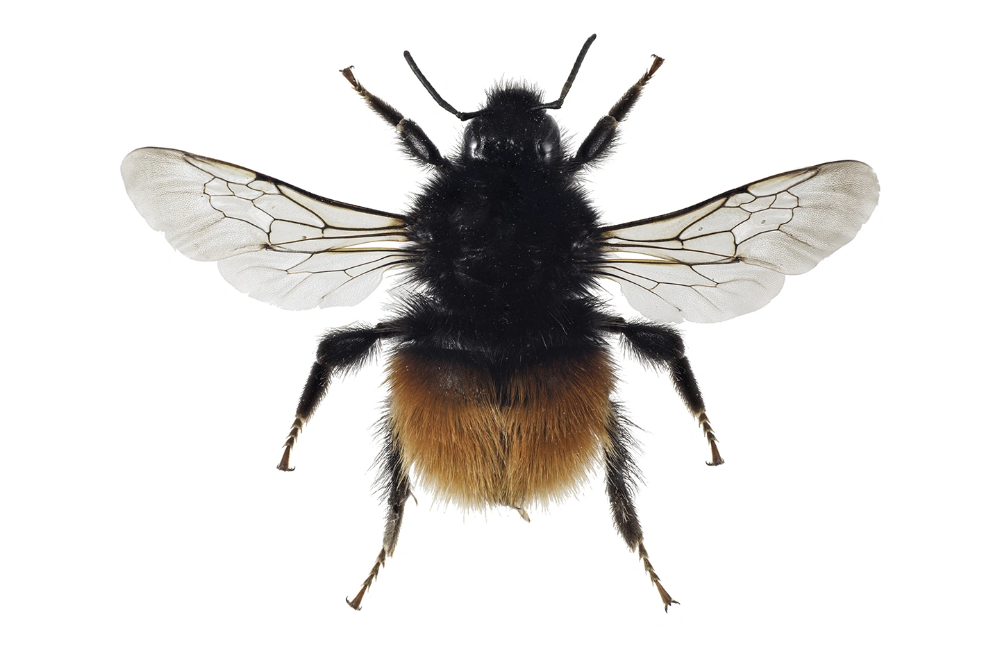 : Bombus monticola.