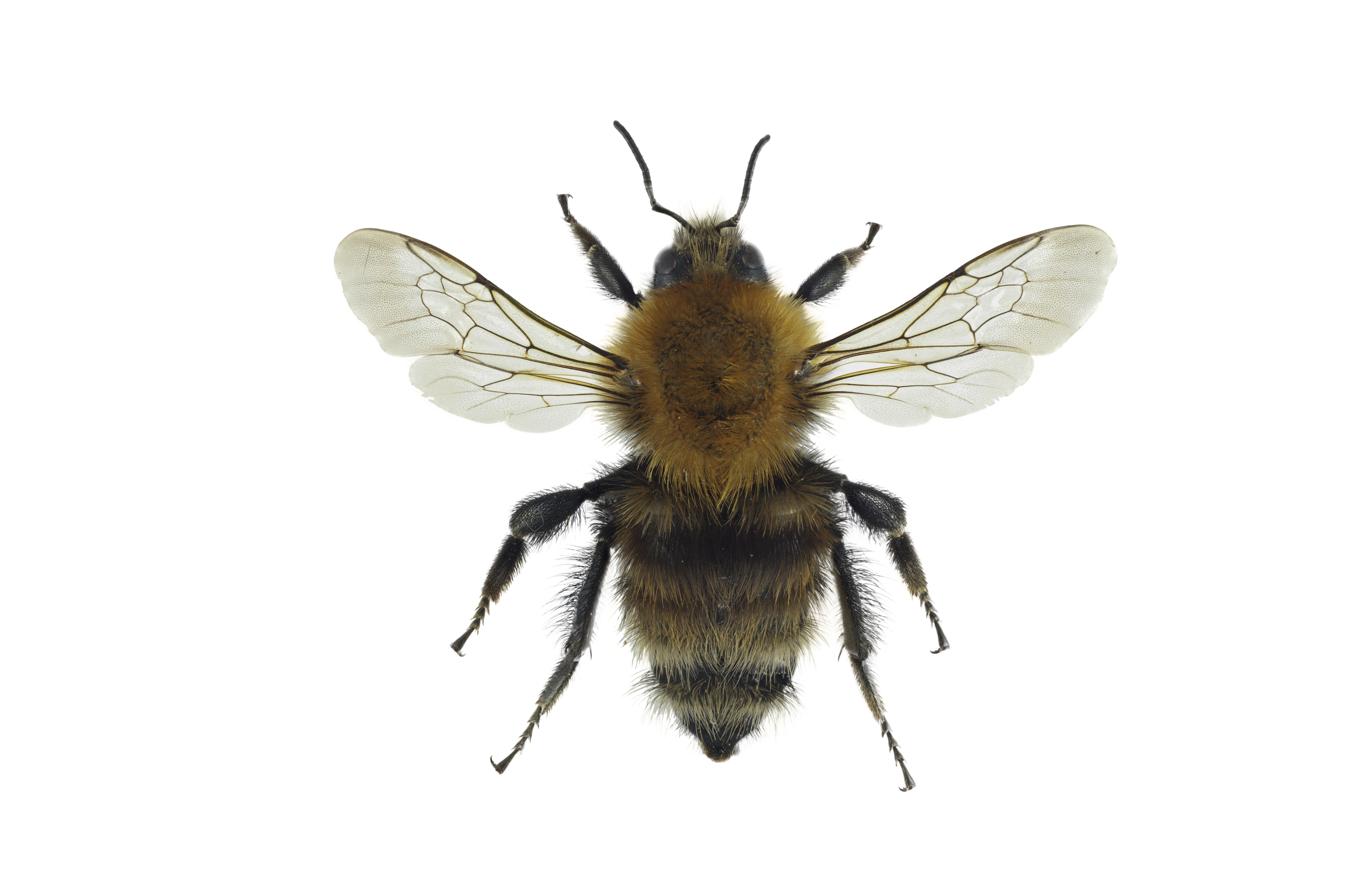 : Bombus (Thoracobombus) humilis.