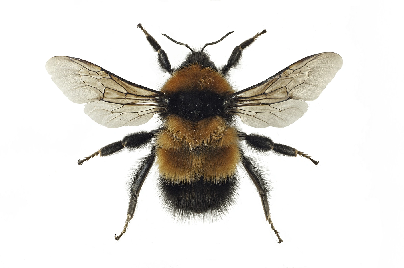 : Bombus (Alpinobombus) hyperboreus.