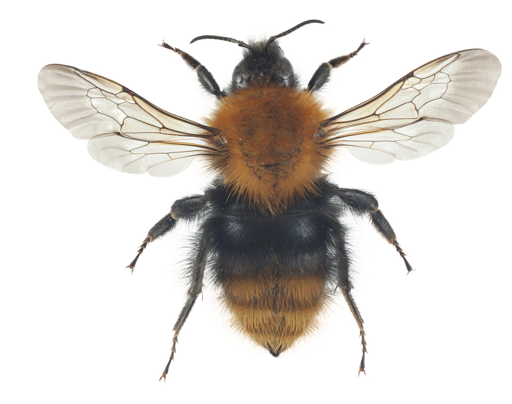 : Bombus (Thoracobombus) pascuorum.