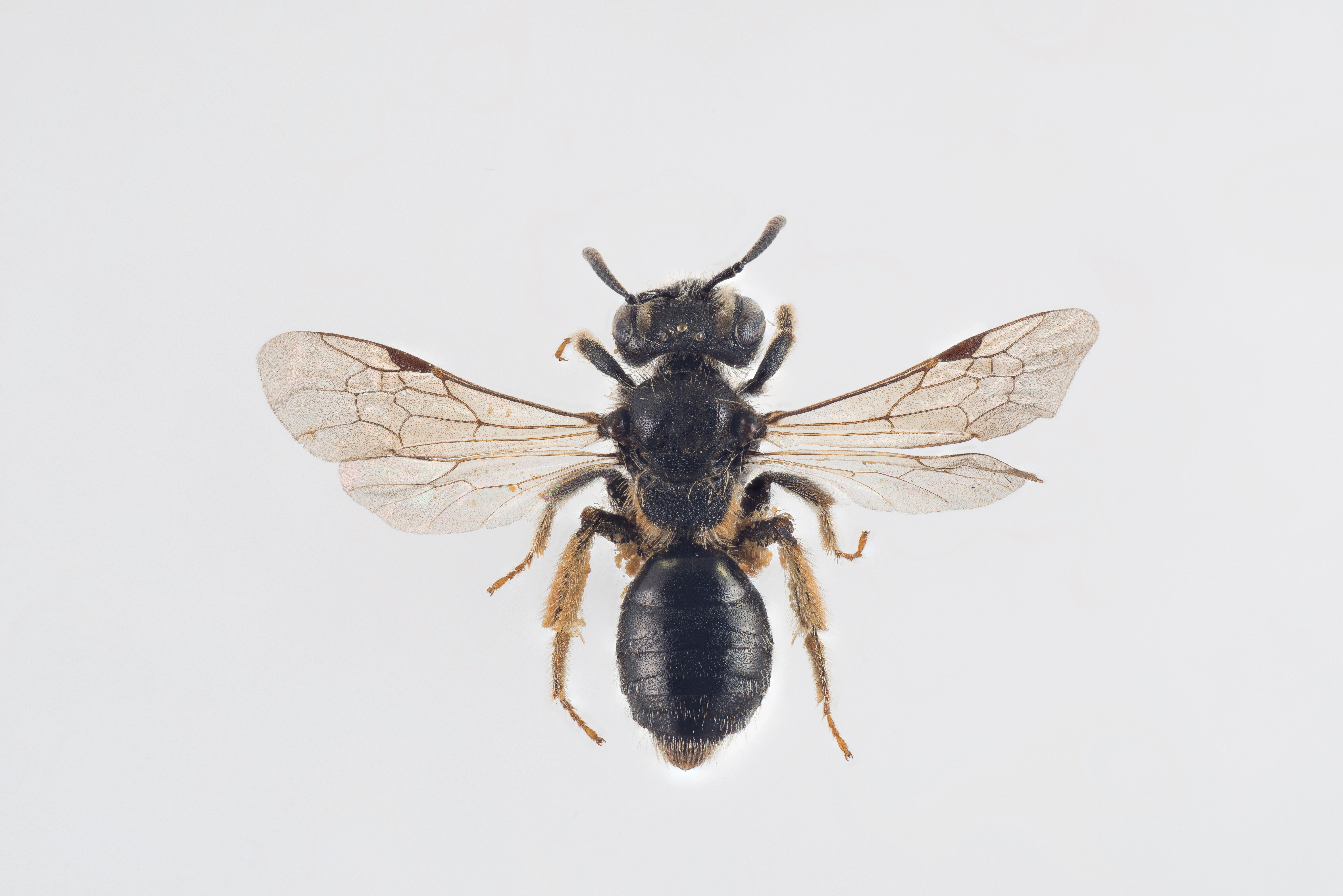 : Andrena nanula.