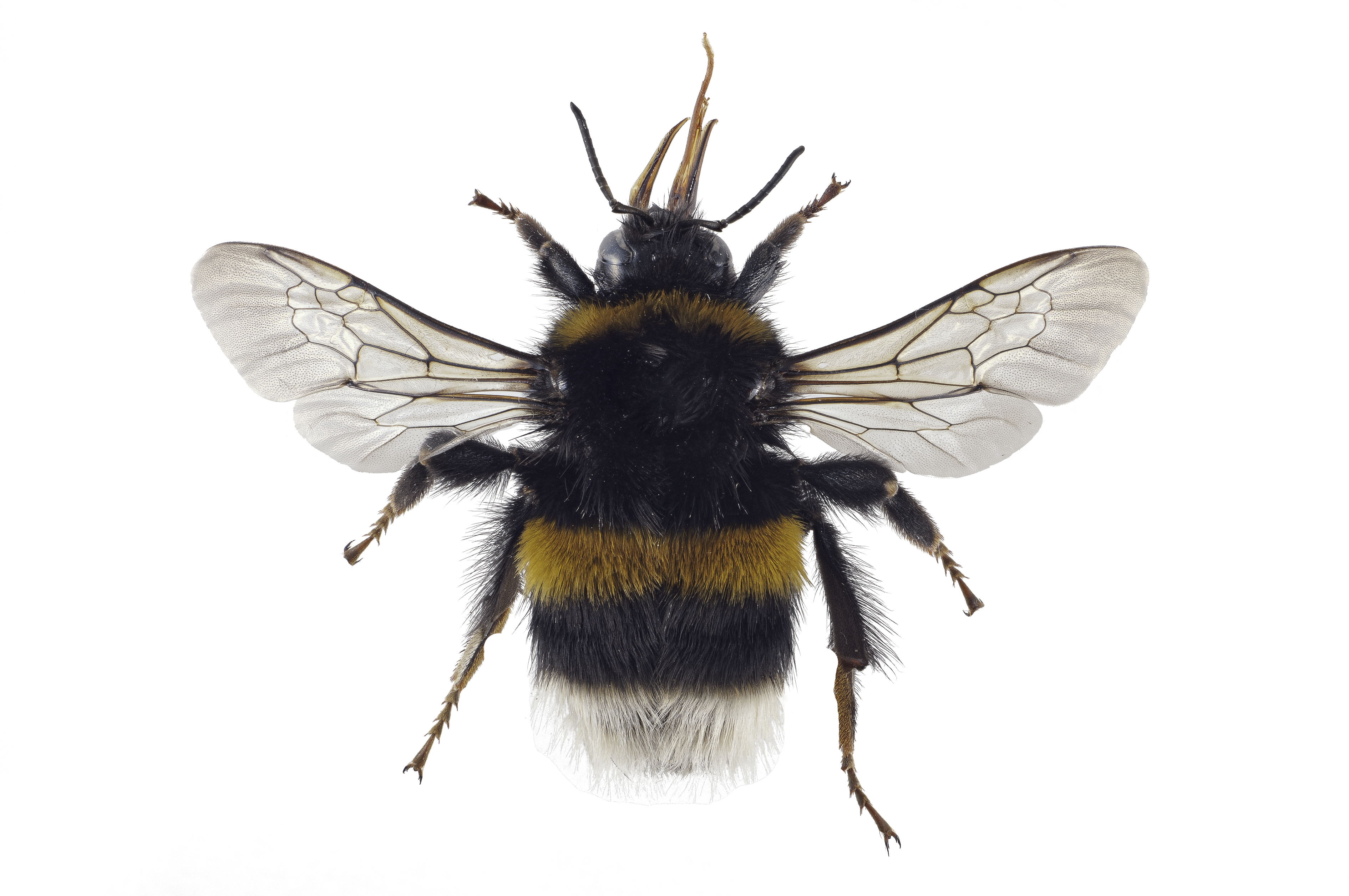 : Bombus terrestris.