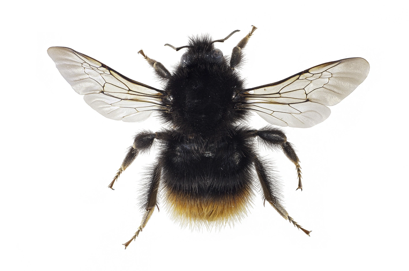 : Bombus (Alpigenobombus) wurflenii.