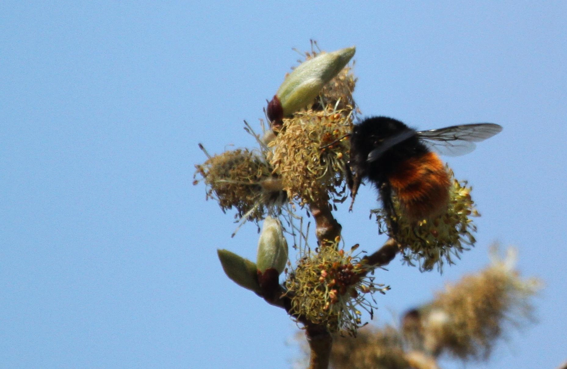 : Bombus (Alpinobombus) alpinus.