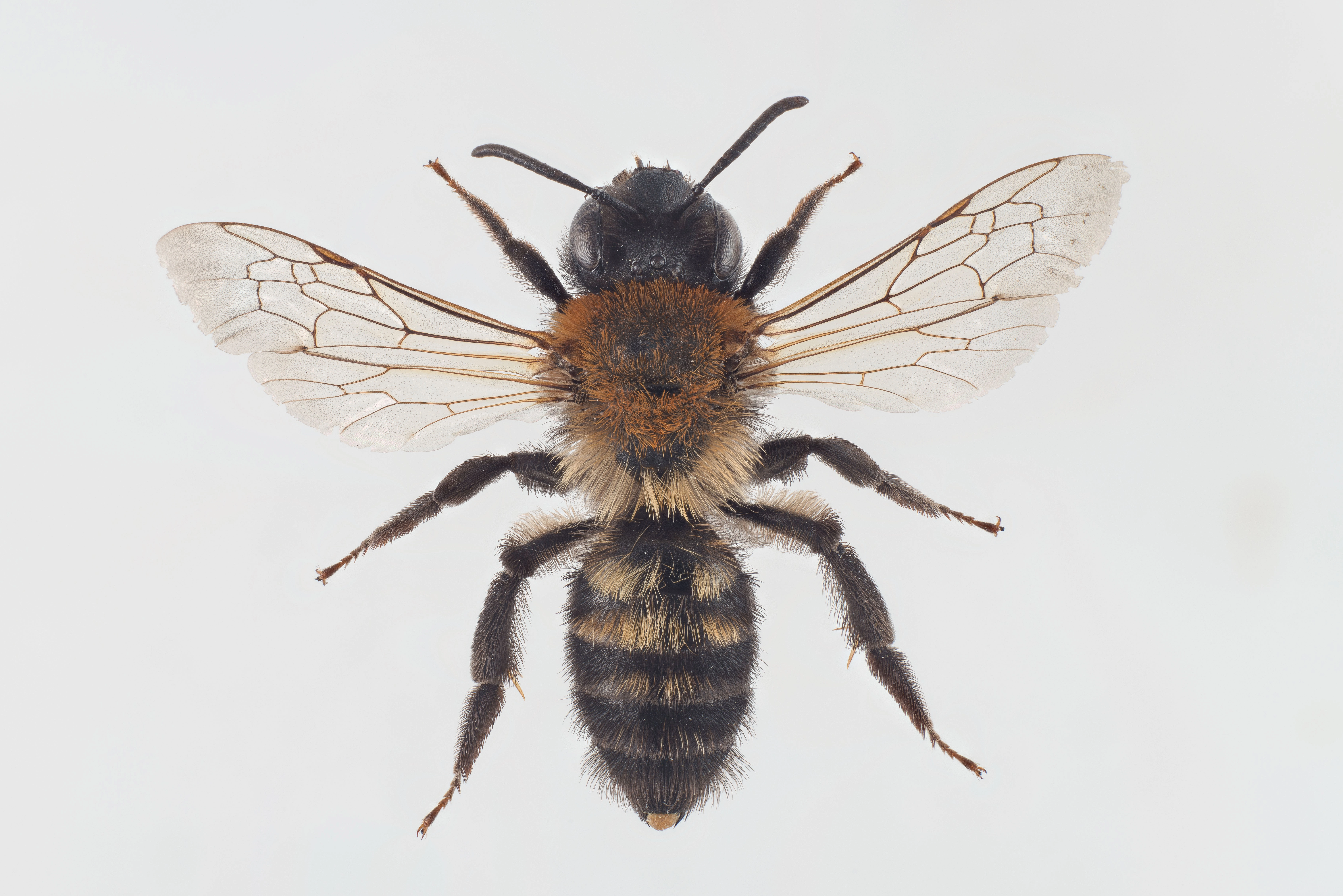 : Andrena nigriceps.