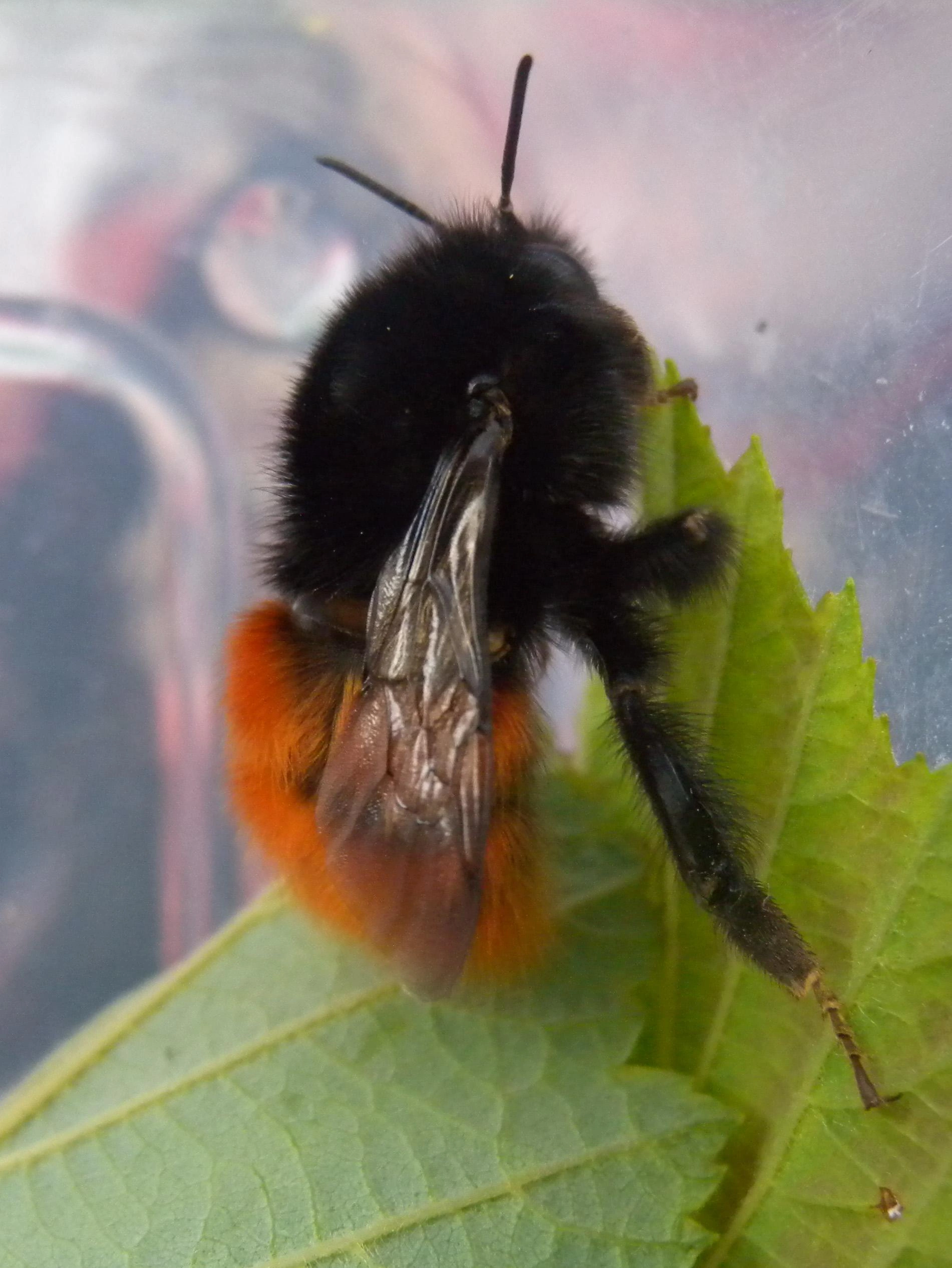 : Bombus alpinus.