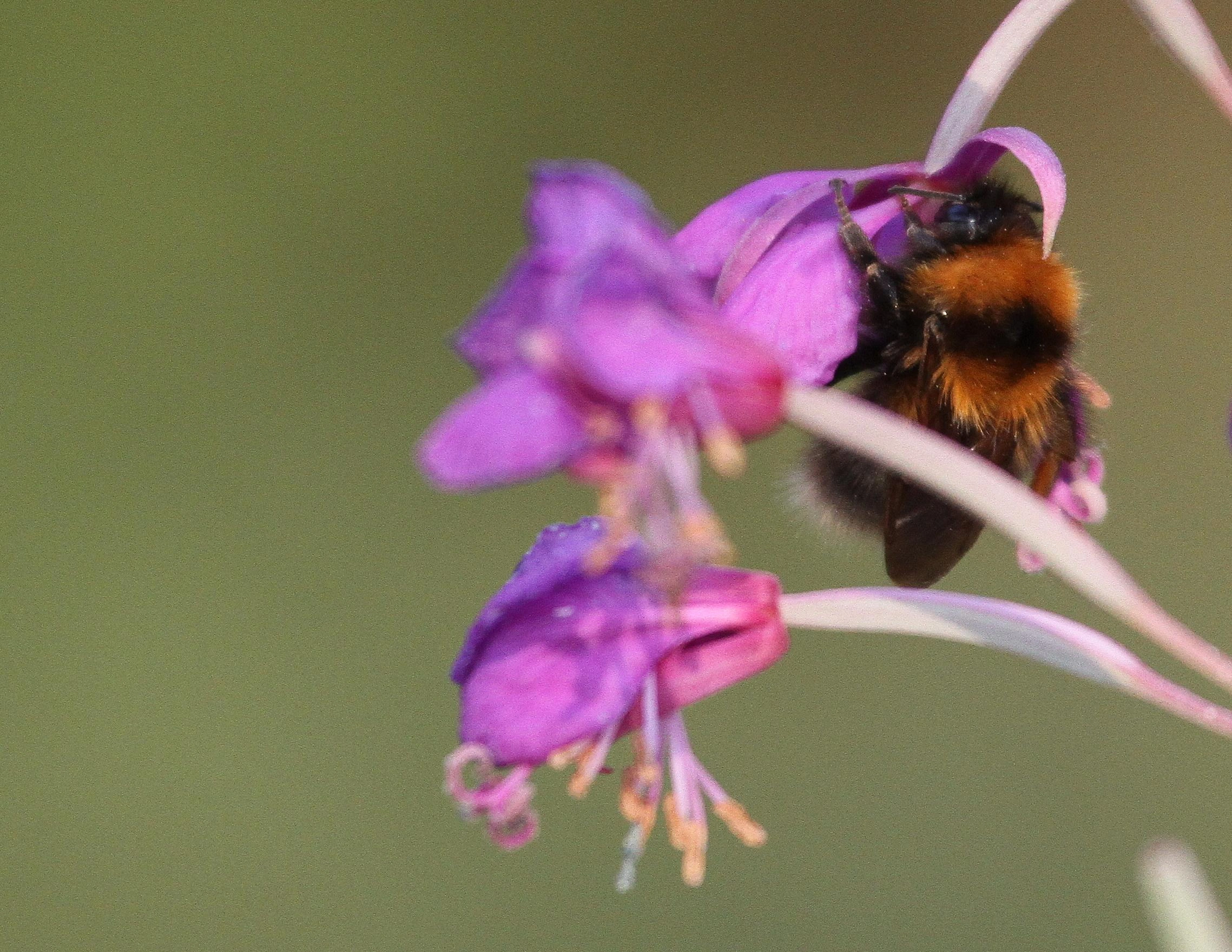 : Bombus (Pyrobombus) cingulatus.