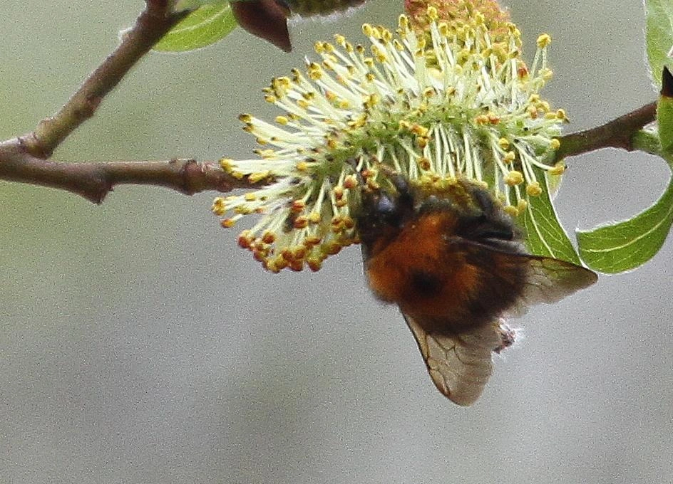 : Bombus (Pyrobombus) cingulatus.