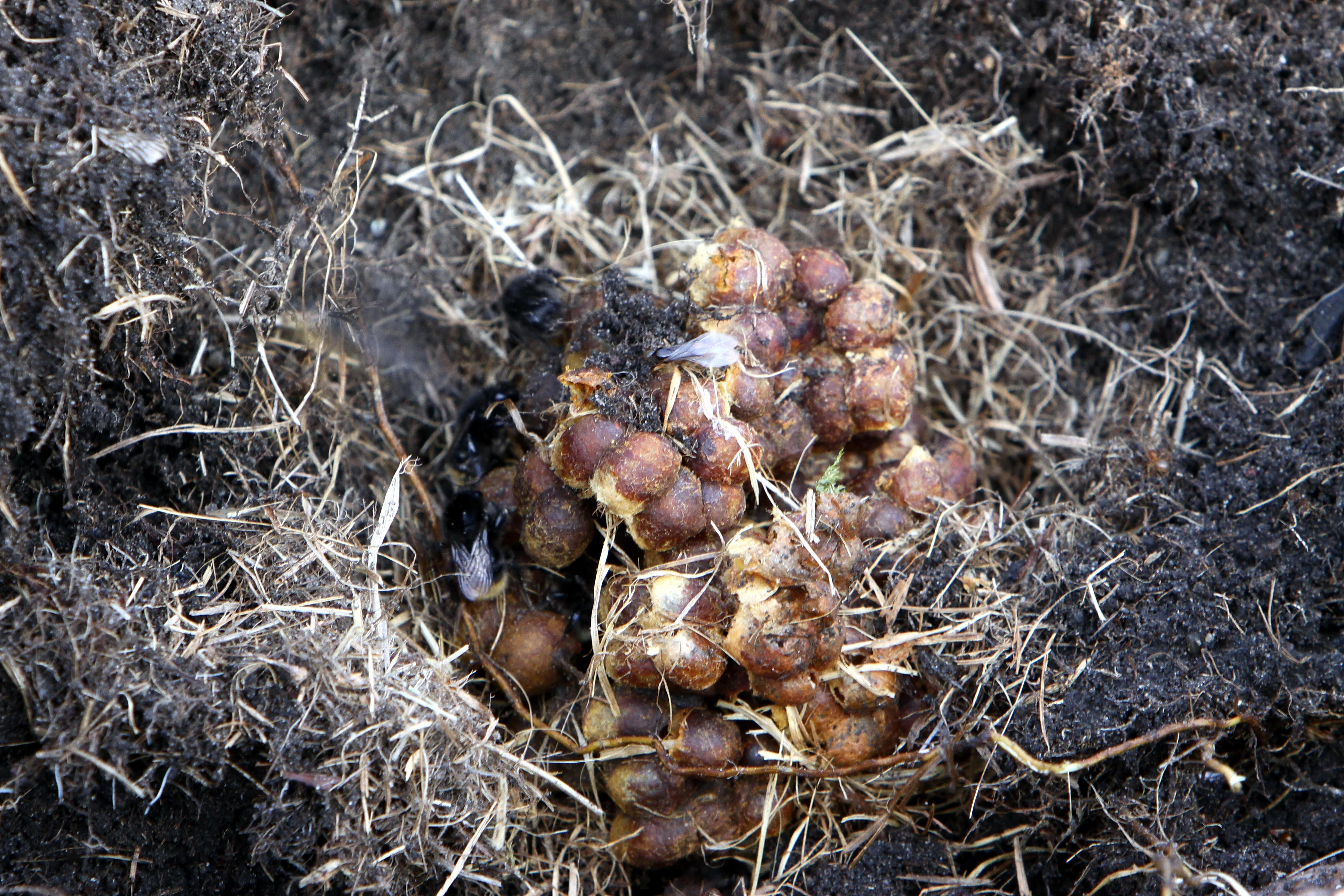 : Bombus (Thoracobombus) sylvarum.