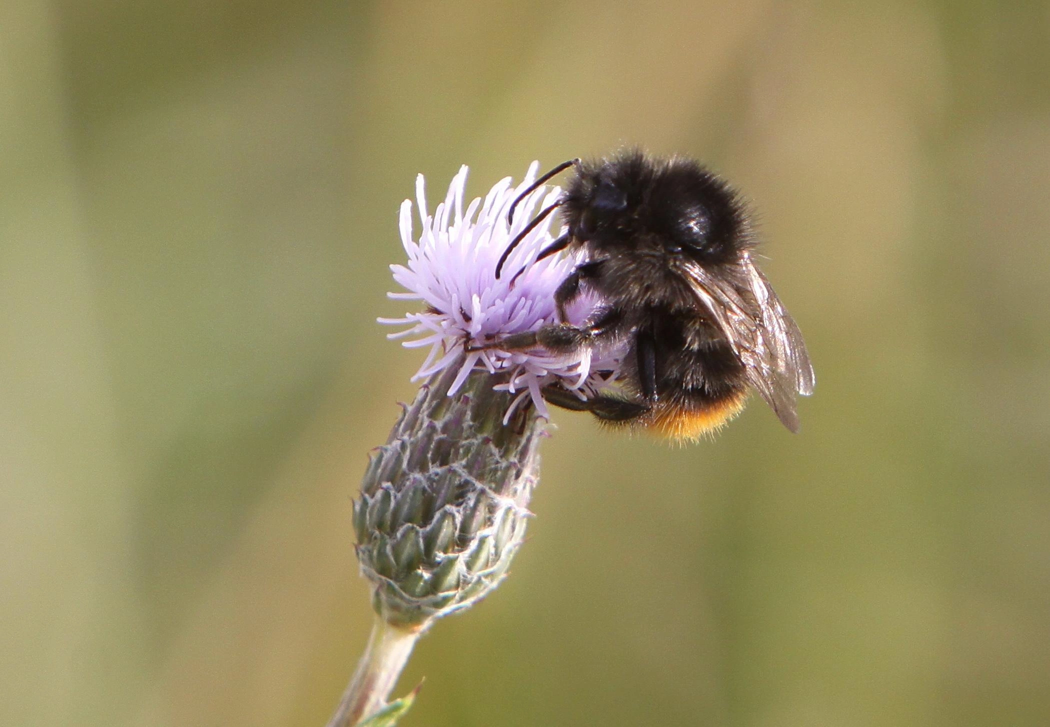 : Bombus sylvarum.