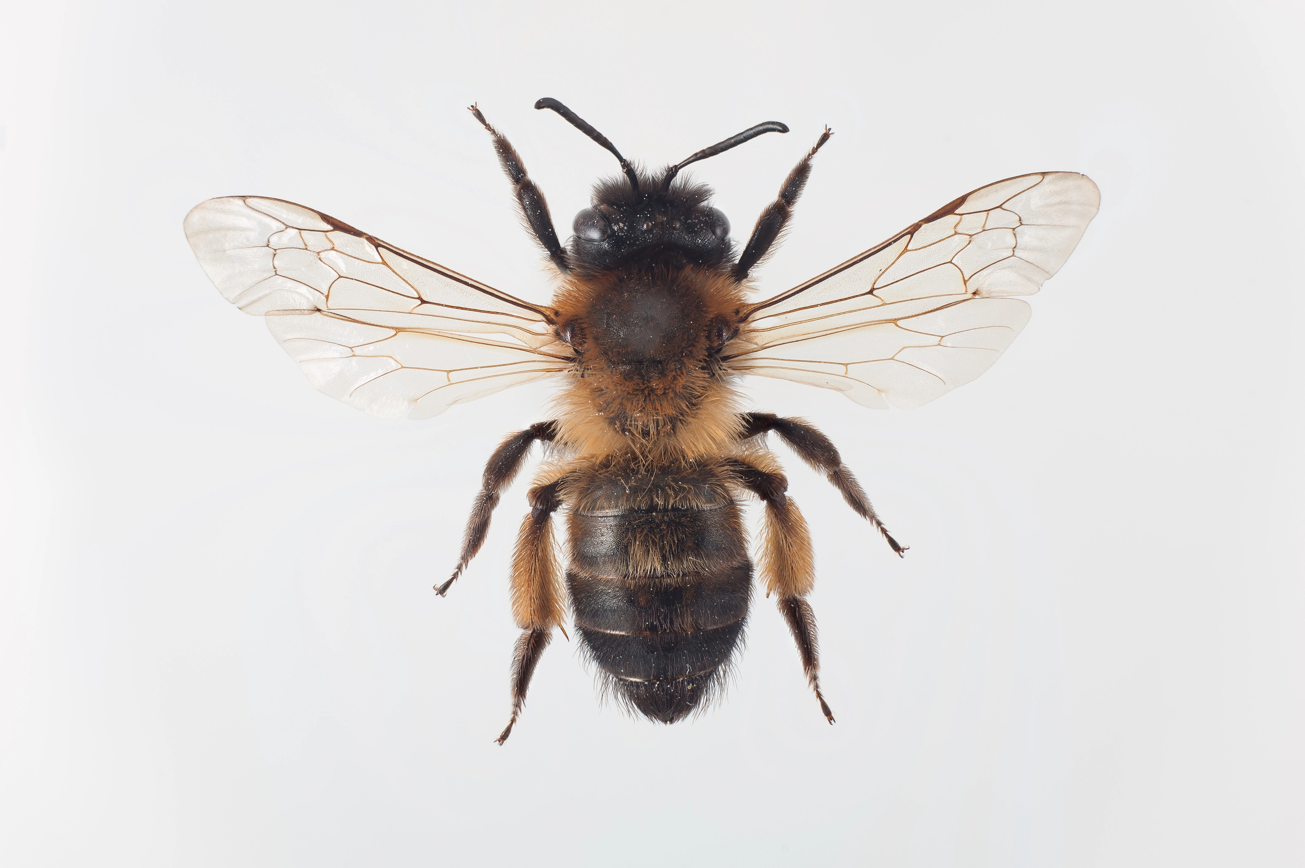 : Andrena nigroaenea.