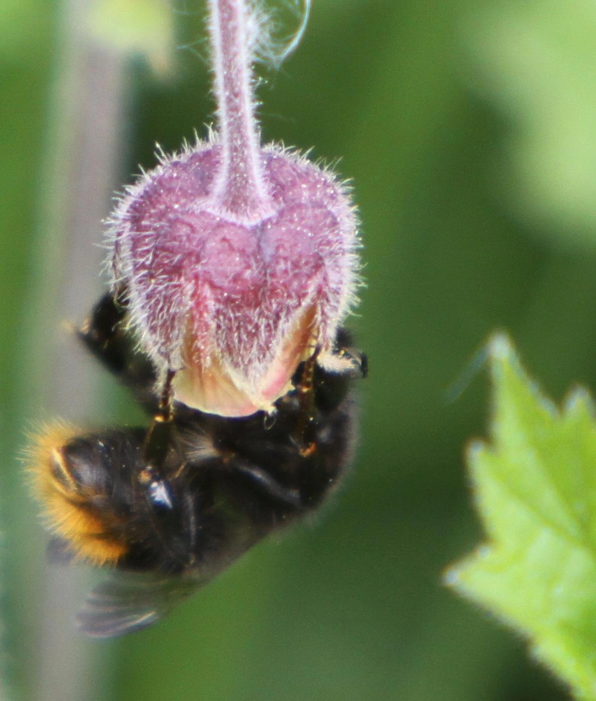 : Bombus (Thoracobombus) sylvarum.