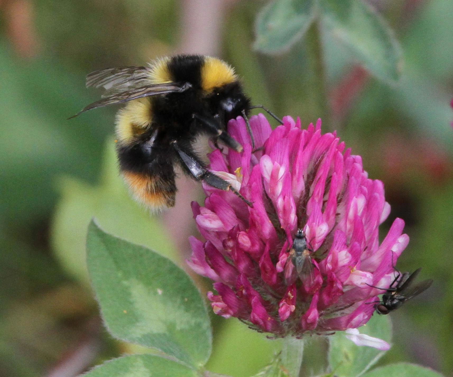 : Bombus balteatus.