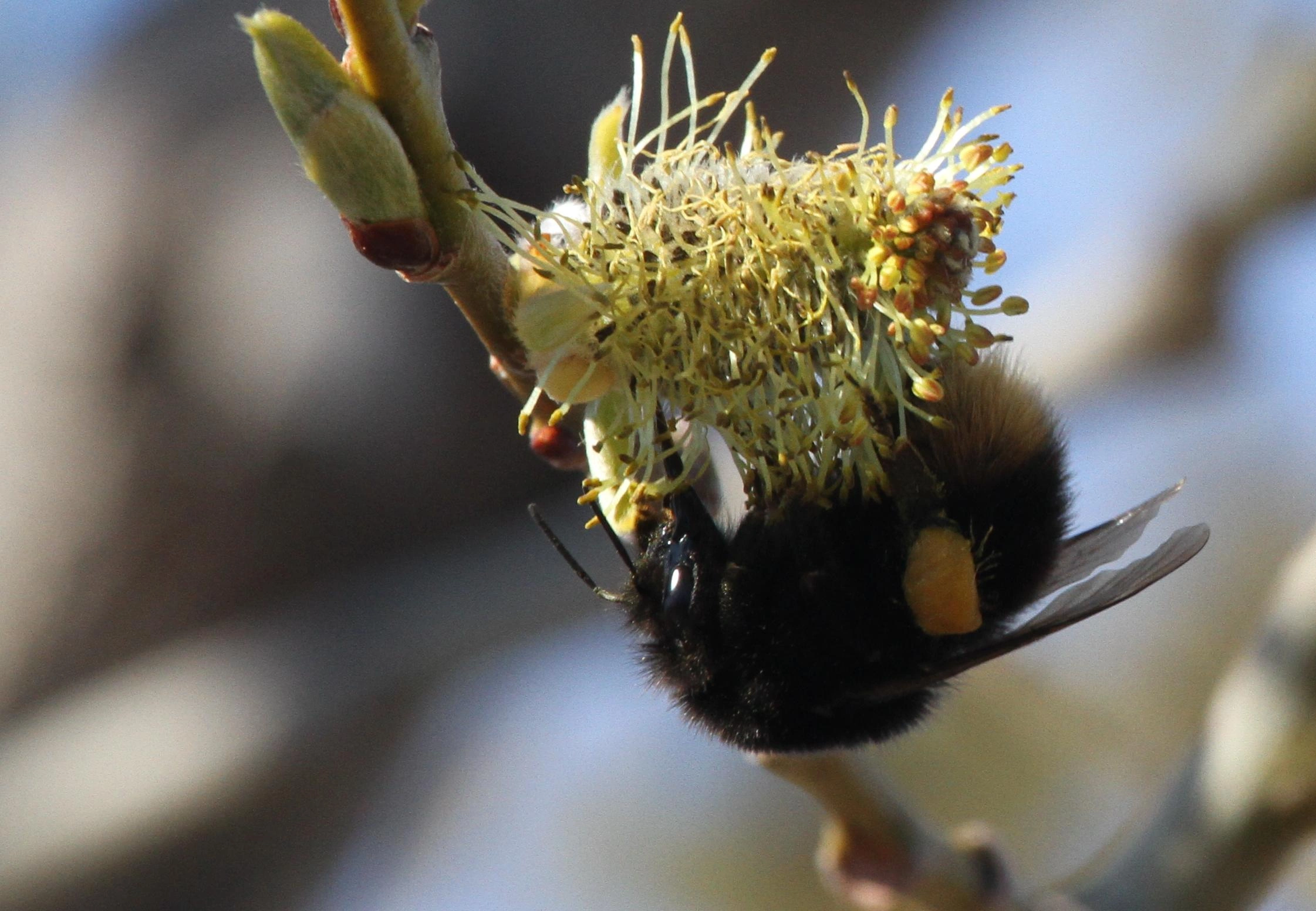 : Bombus (Alpinobombus) balteatus.