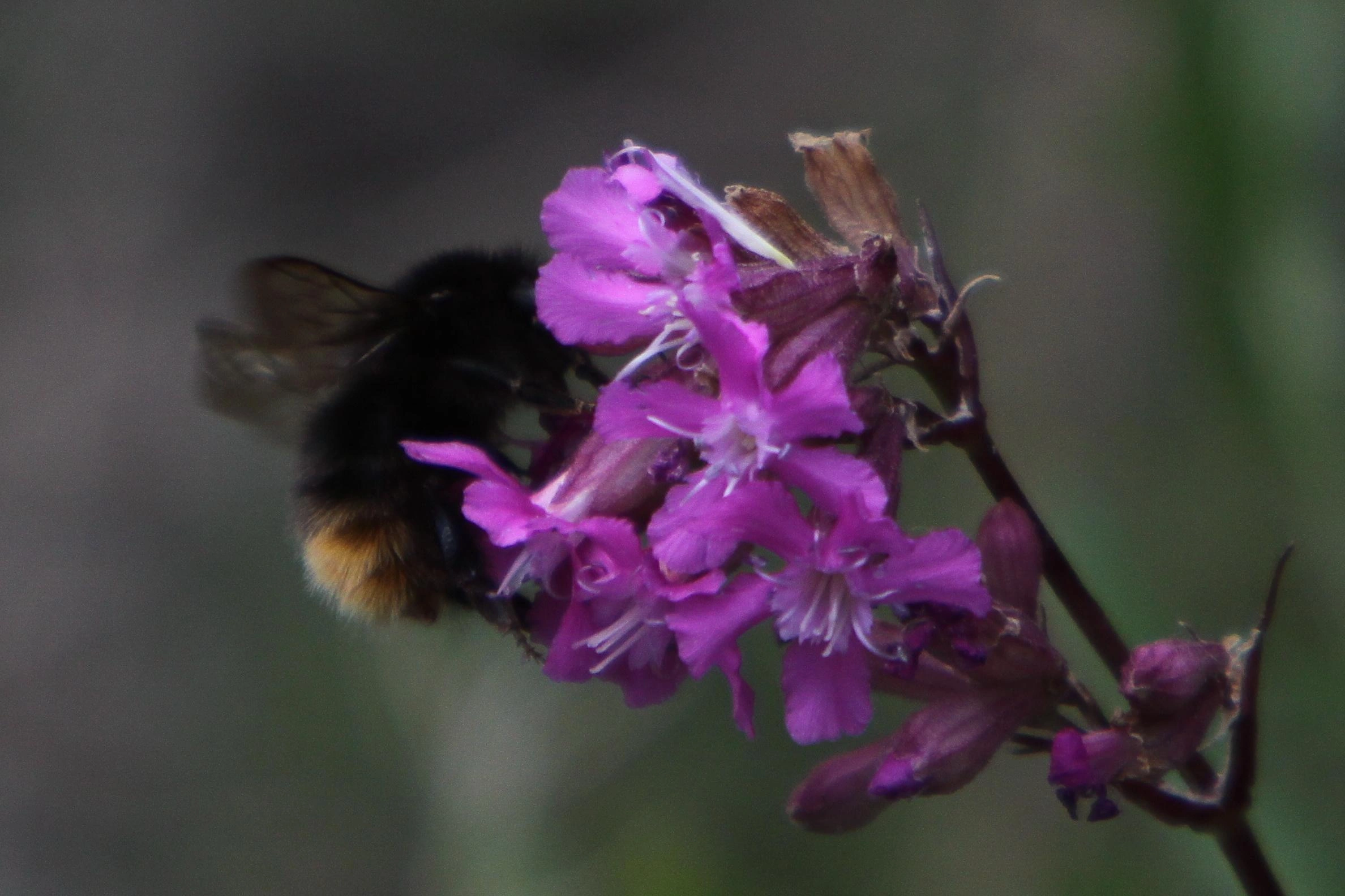 : Bombus (Thoracobombus) ruderarius.