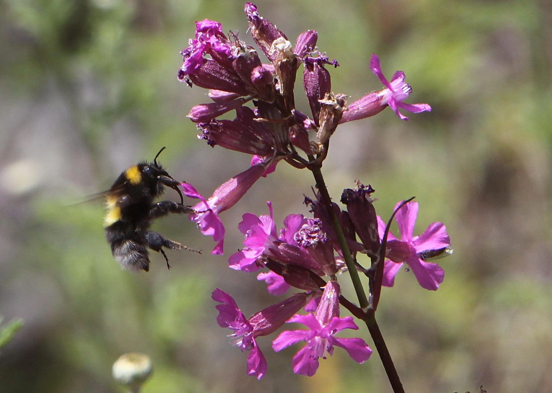 : Bombus hortorum.