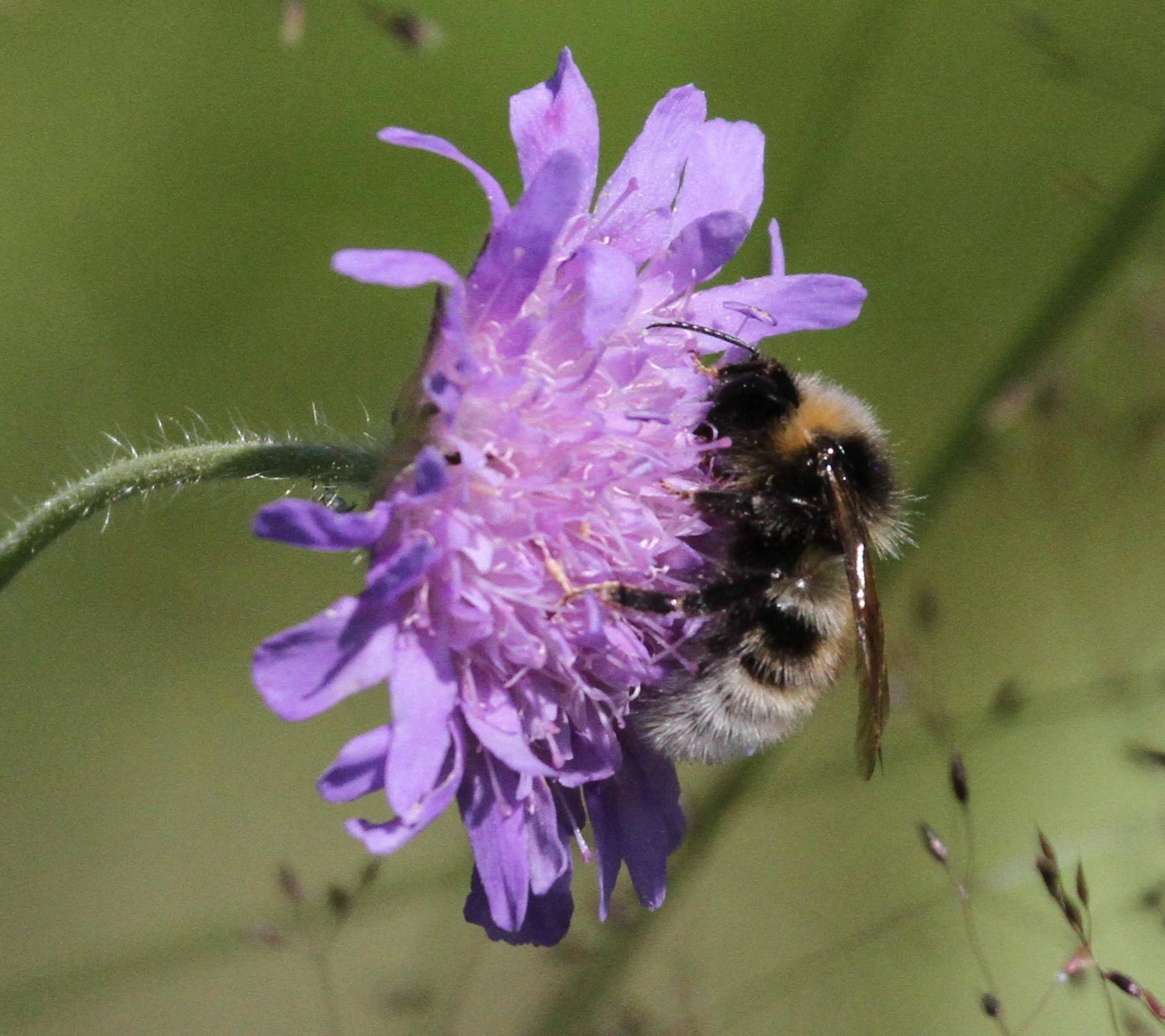 : Bombus bohemicus.