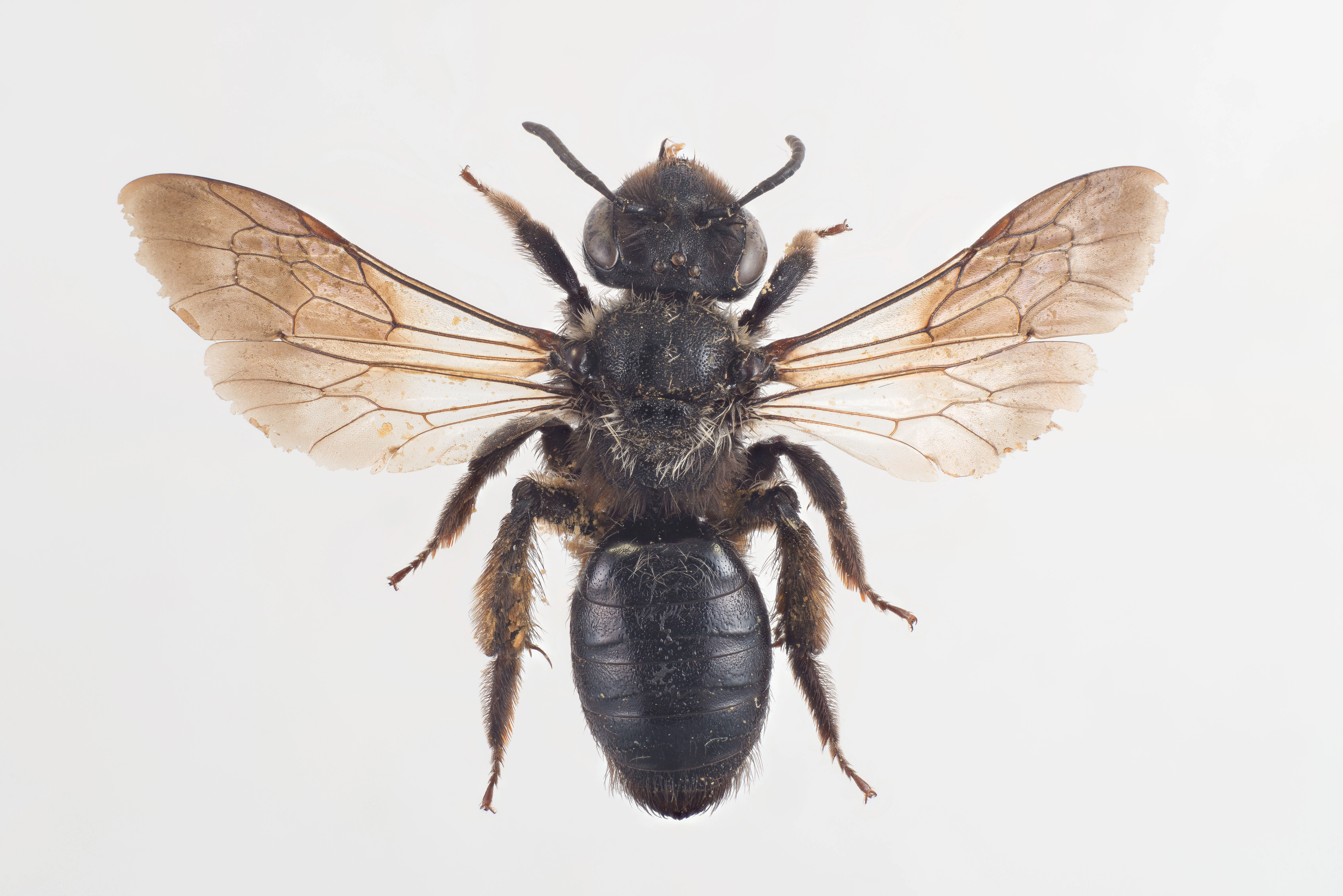 : Andrena nigrospina.