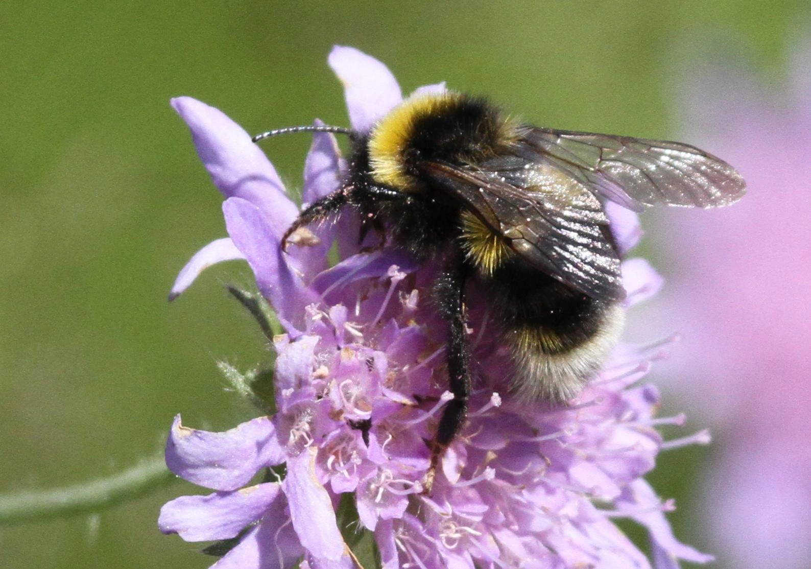 : Bombus (Psithyrus) bohemicus.