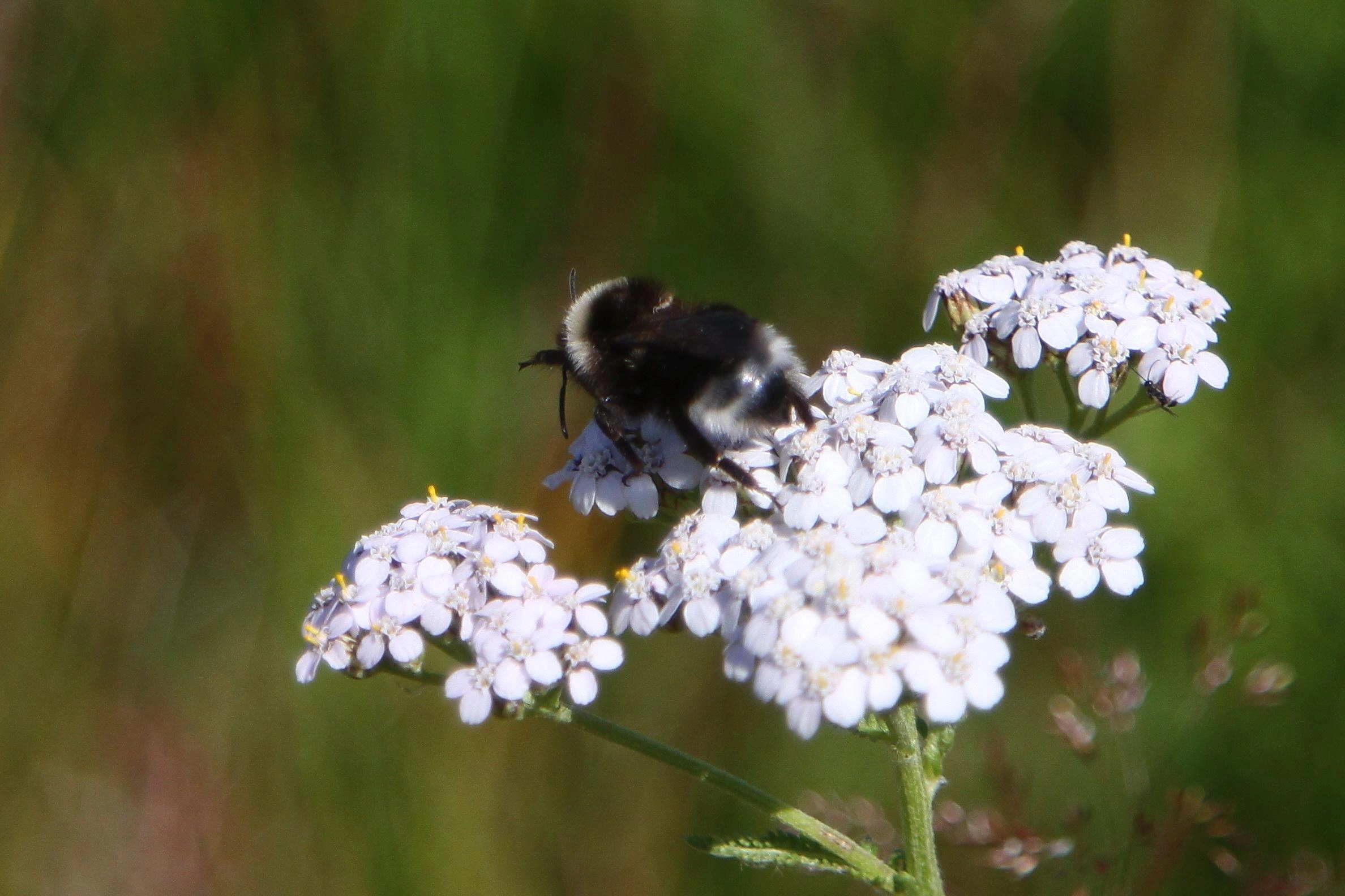 : Bombus (Psithyrus) bohemicus.