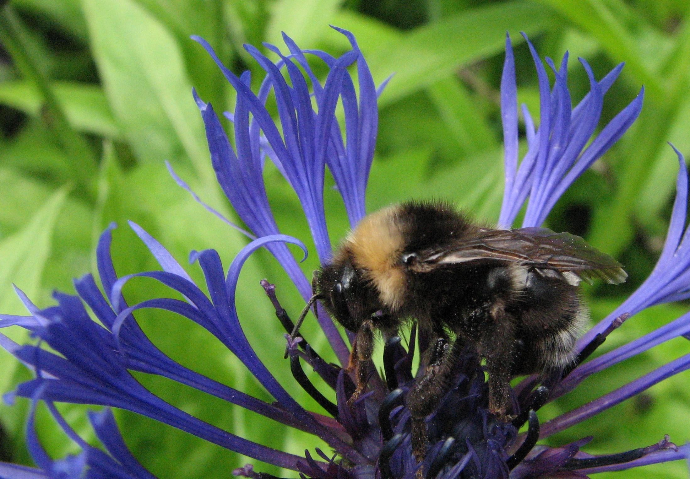 : Bombus (Psithyrus) bohemicus.