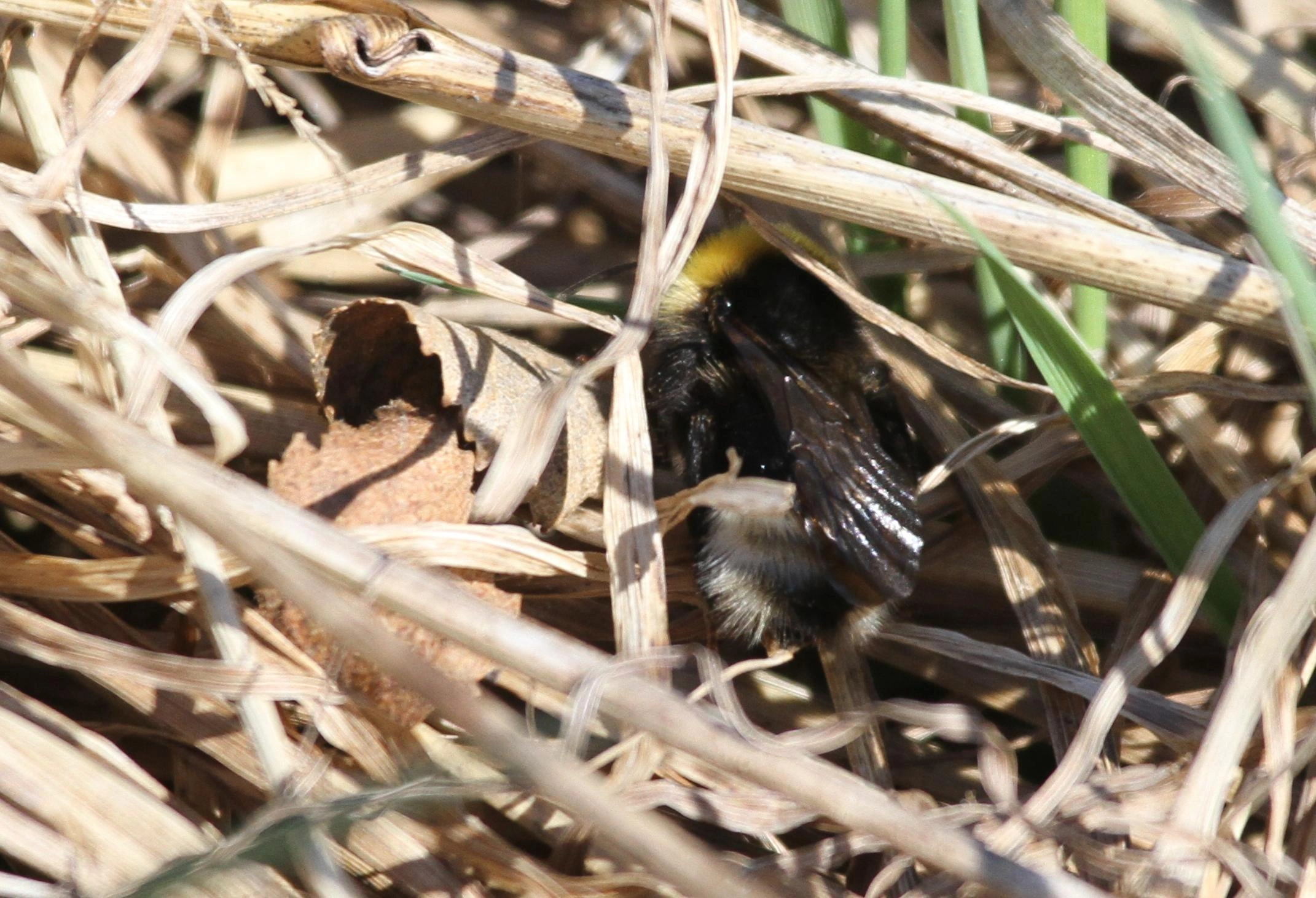 : Bombus (Psithyrus) bohemicus.