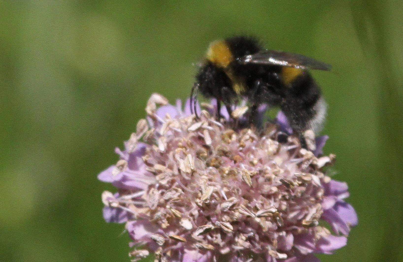 : Bombus (Bombus s. str.) cryptarum.