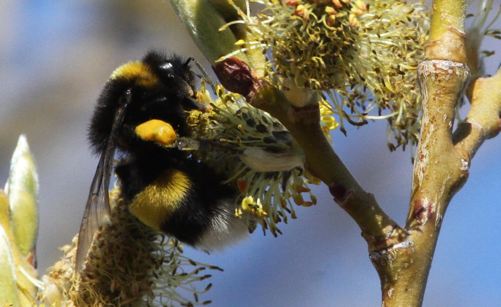 : Bombus (Bombus s. str.) cryptarum.