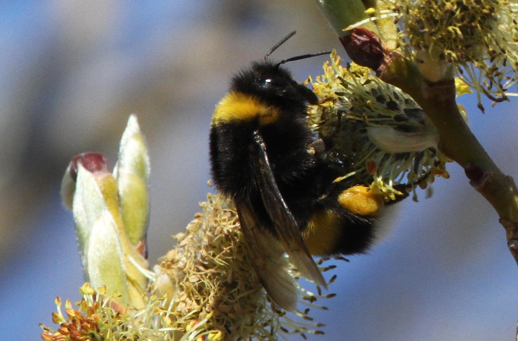 : Bombus cryptarum.