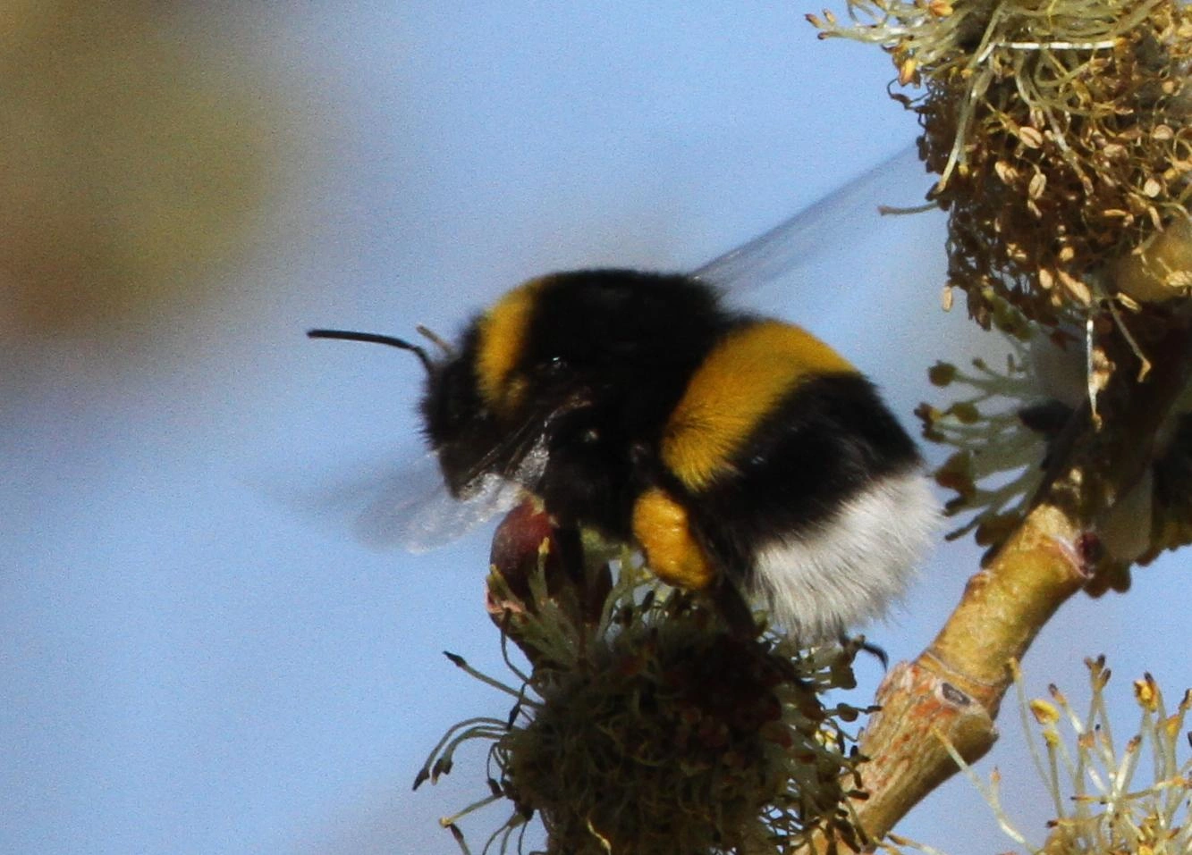 : Bombus (Bombus s. str.) cryptarum.