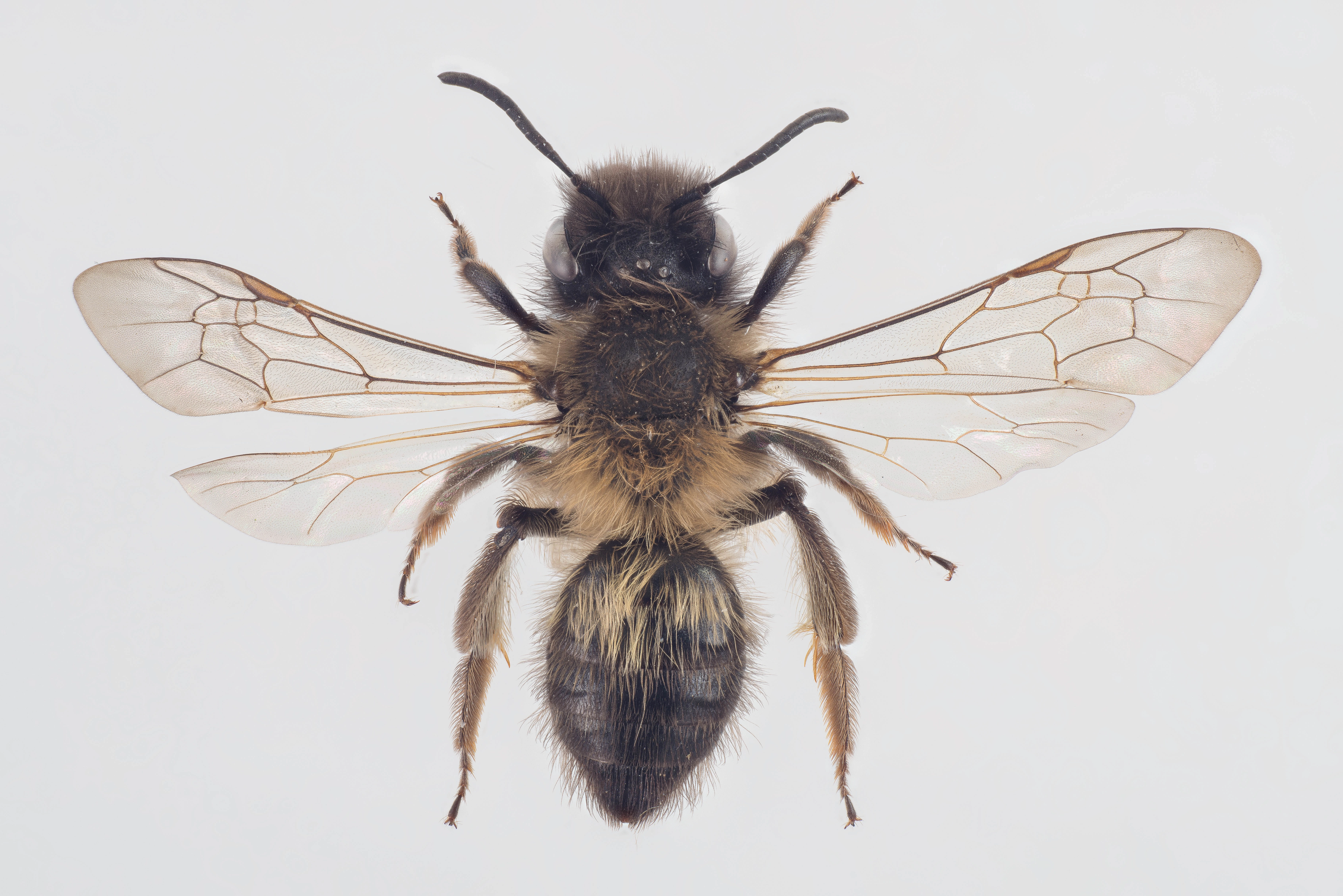 : Andrena praecox.