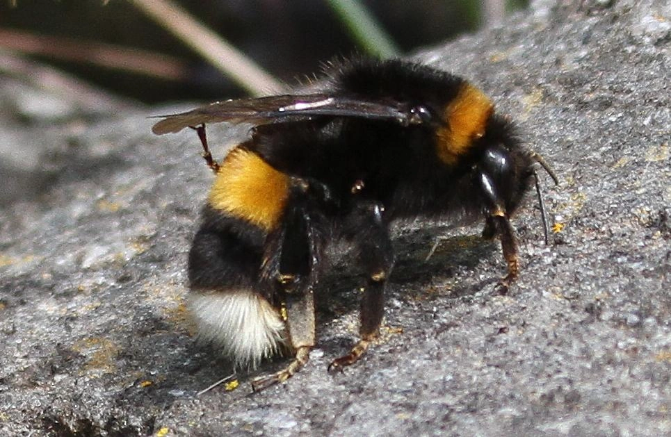 : Bombus (Bombus s. str.) cryptarum.